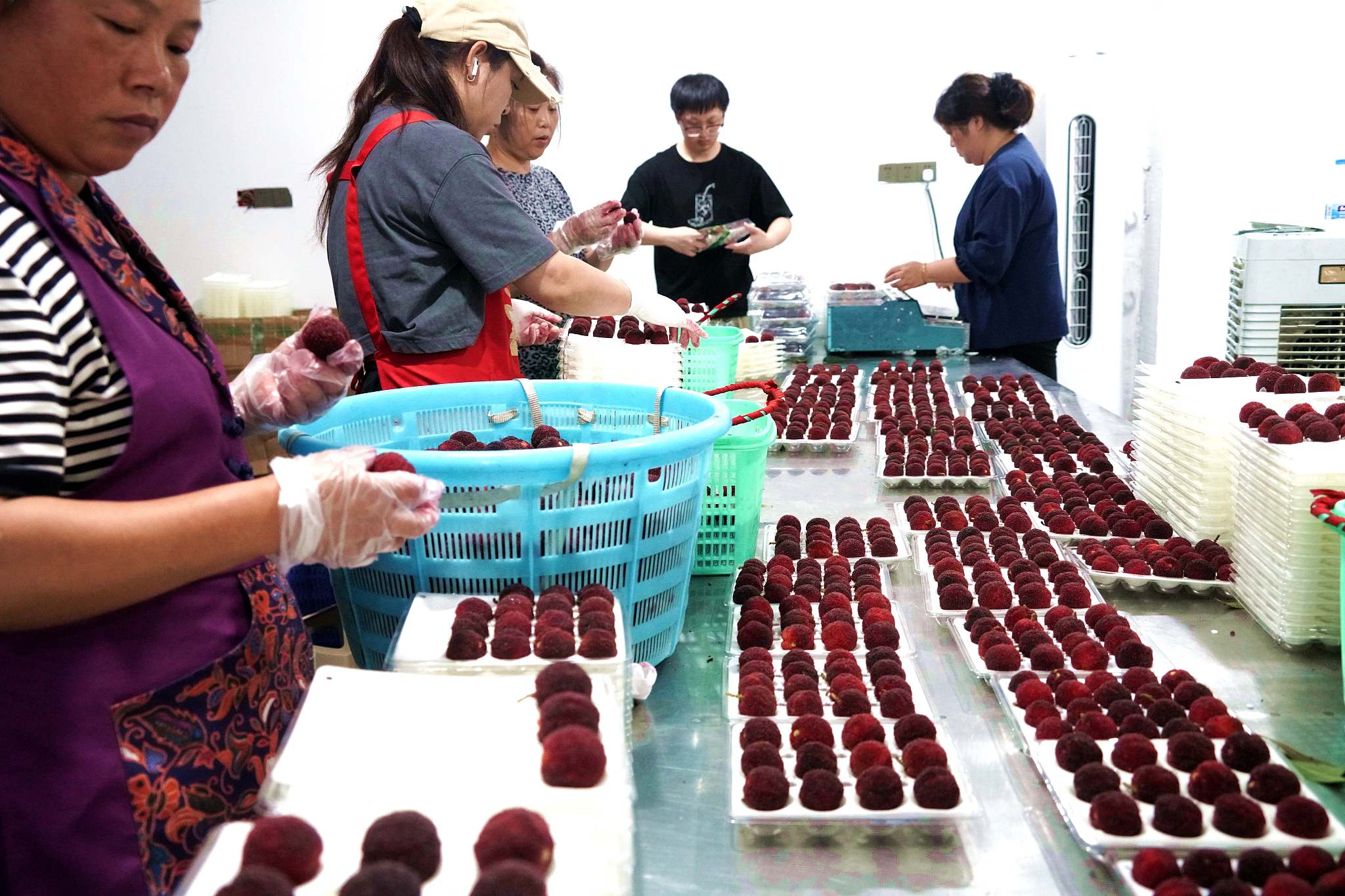 Workers sorting waxberries, Wenzhou City, Zhejiang Province, east China, June 24, 2024. /CFP
