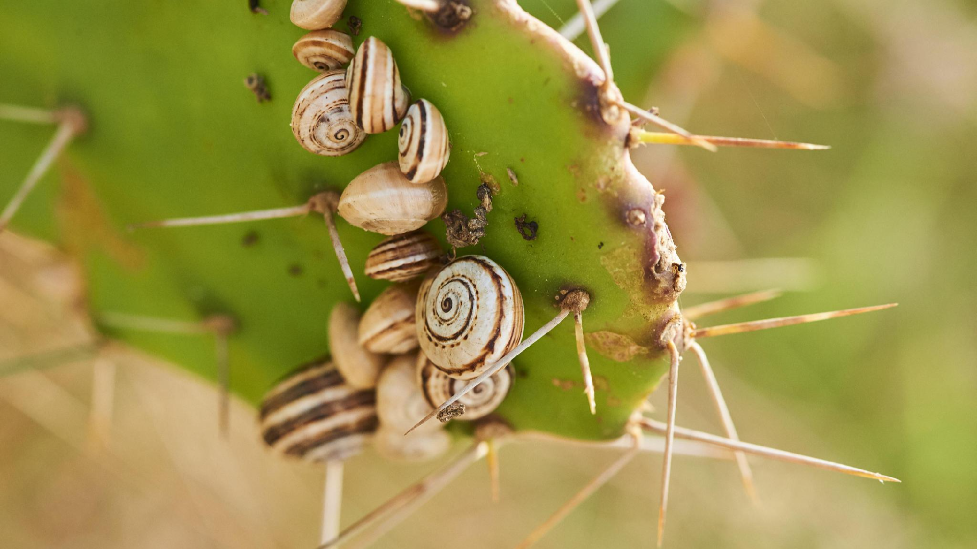 Research reveals invasive snails are drawn to red, deterred by garlic