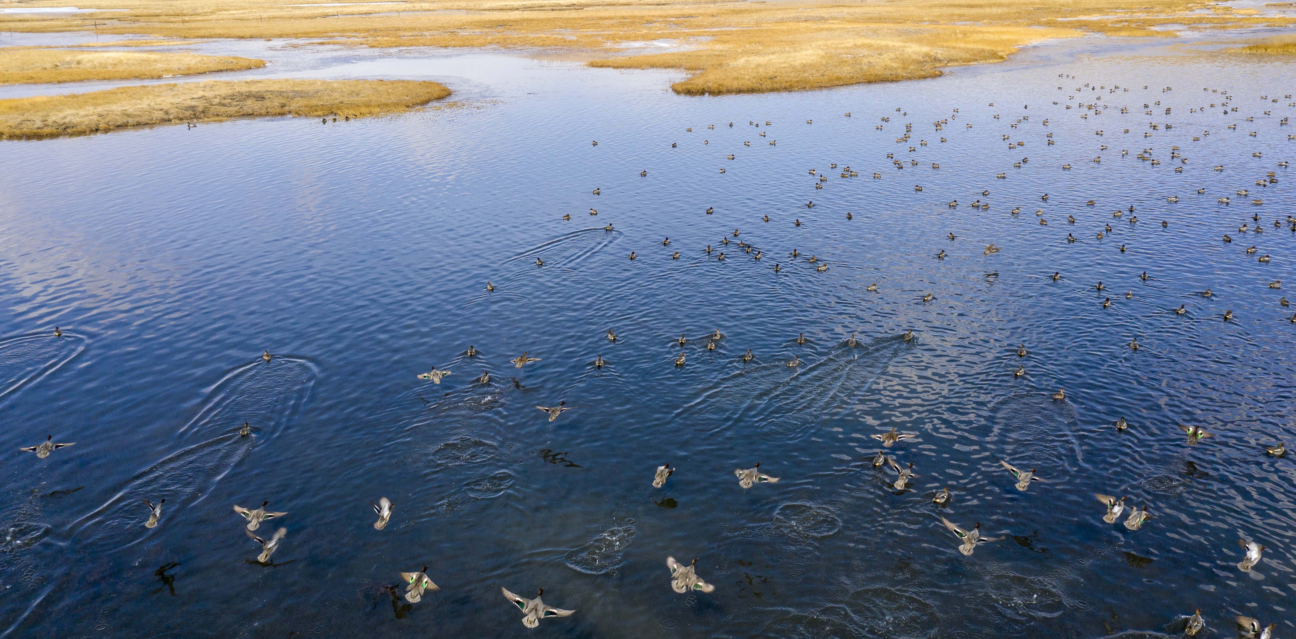 Birds thrive at a lake in Zoige County in the Aba Zang and Qiang Autonomous Prefecture in southwest China's Sichuan Province, March 5, 2021. /CFP
