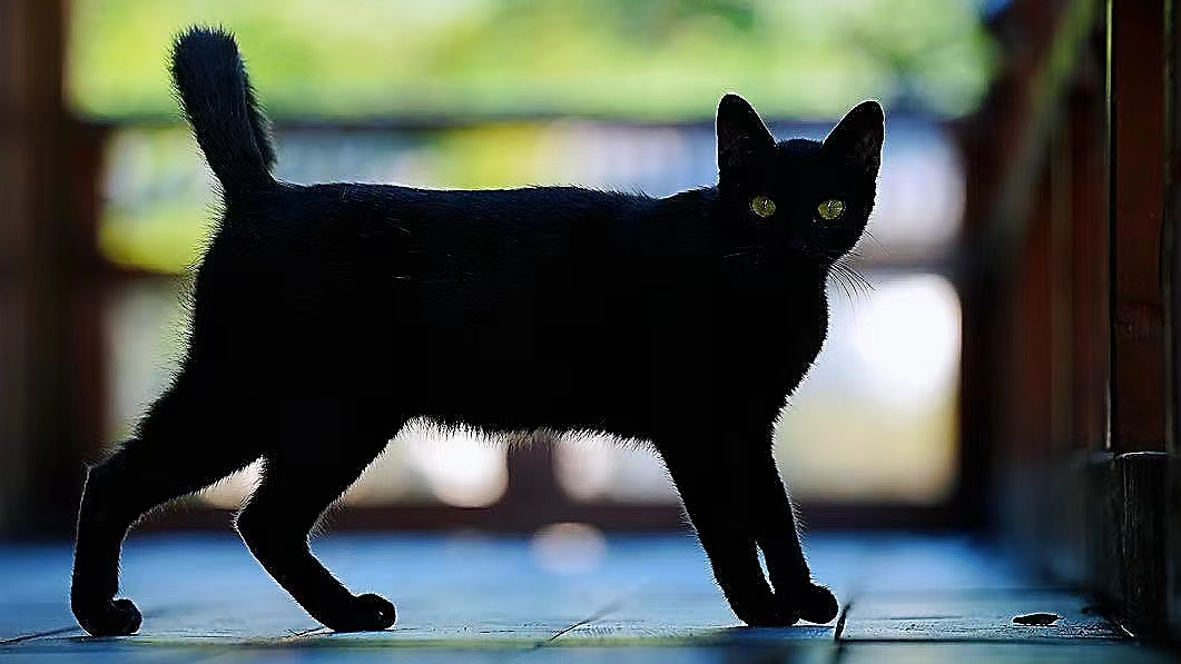 Heartwarming encounters with little animals in Wuxi