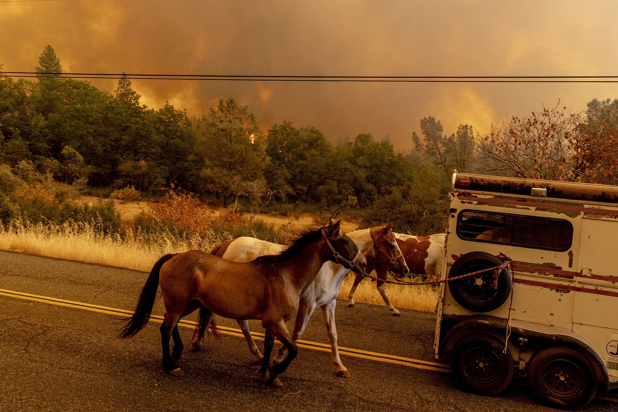 A group of horses walk along a road as they are being evacuated during the Park Fire in the community of Cohasset near Chico, California, U.S., July 25, 2024. /CFP