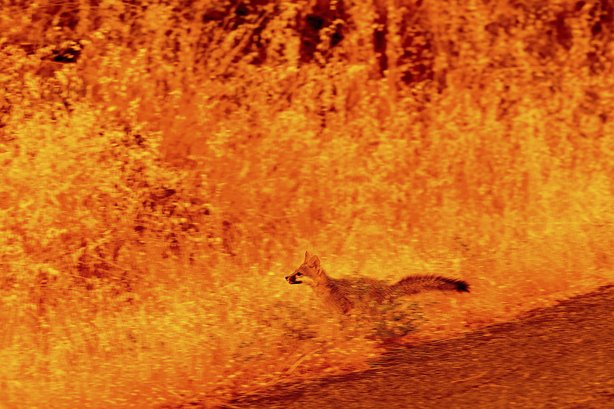 An animal runs through grass while fleeing flames as the Park Fire tears through the Cohasset community in Butte County, California, U.S., July 25, 2024. /CFP