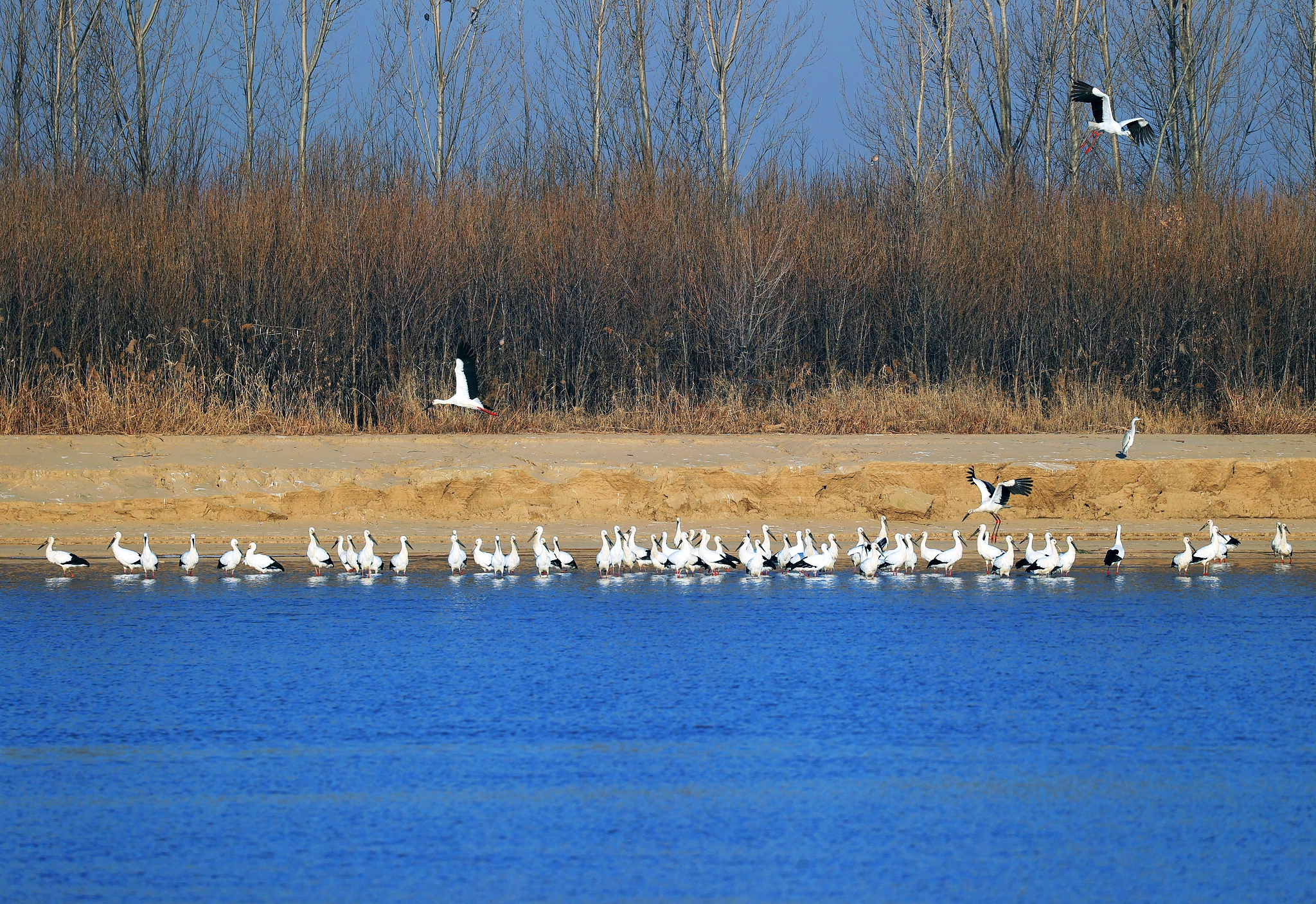 A file photo shows migratory birds in a sanctuary at the mouth of the Yellow River in Dongying, Shandong Province. /CFP