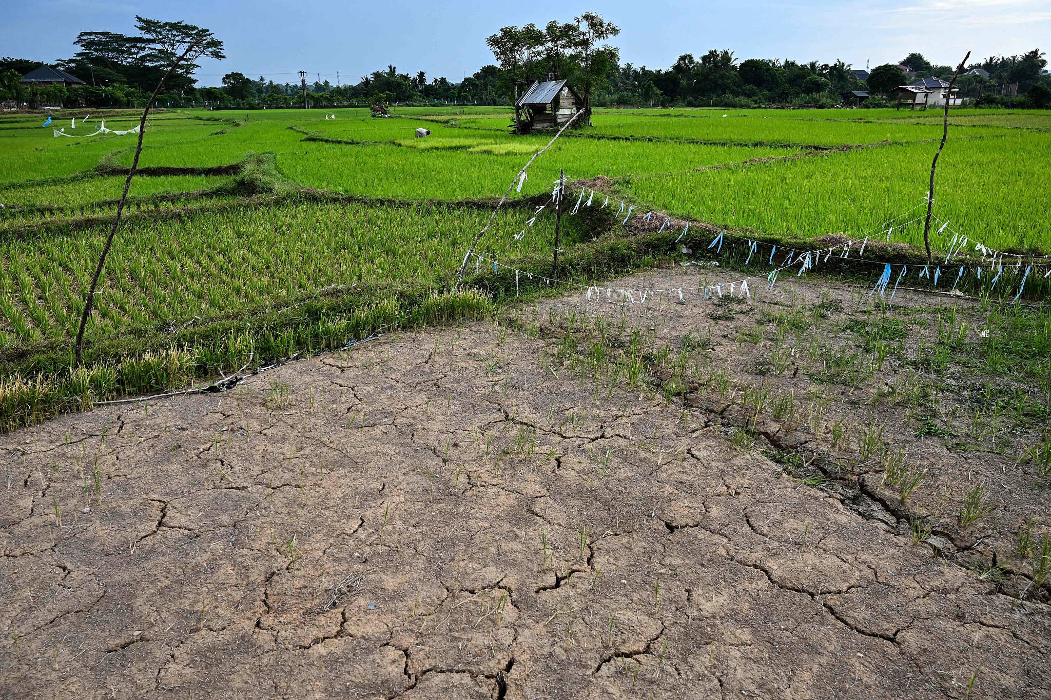 A parched section of a rice paddy during a drought in Japakeh on the outskirts of Banda Aceh, Indonesia, July 14, 2024. /CFP