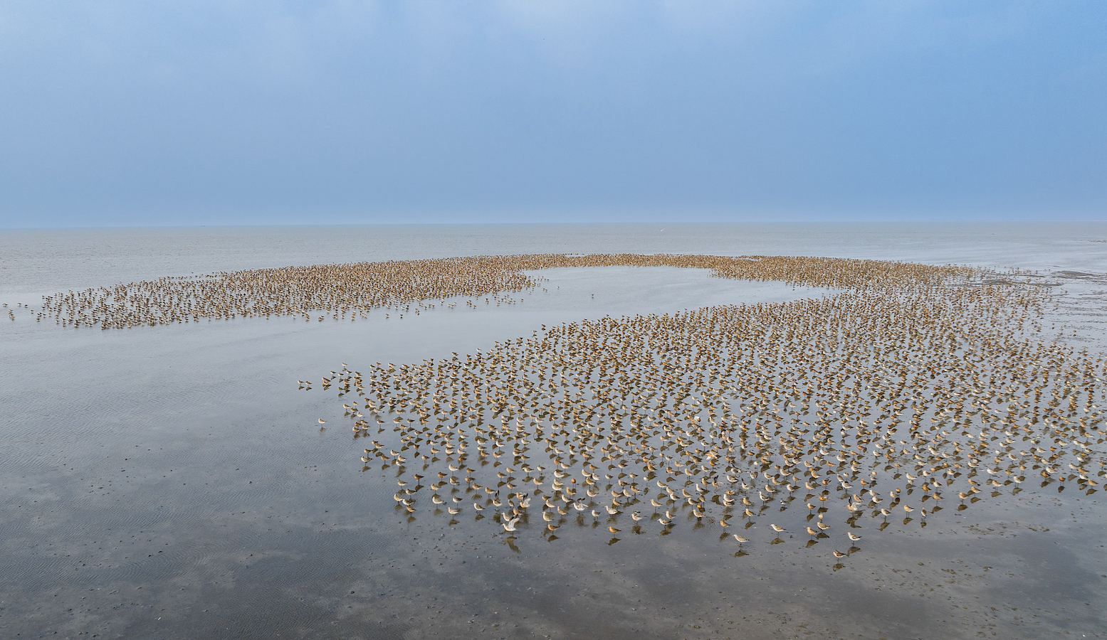 Migratory birds flock at the Yalu River estuary, which is included in the Migratory Bird Sanctuaries along the coast of the Yellow Sea-Bohai Gulf (Phase II), in Dandong City, Liaoning Province, northeast China, April 7, 2024. /CFP