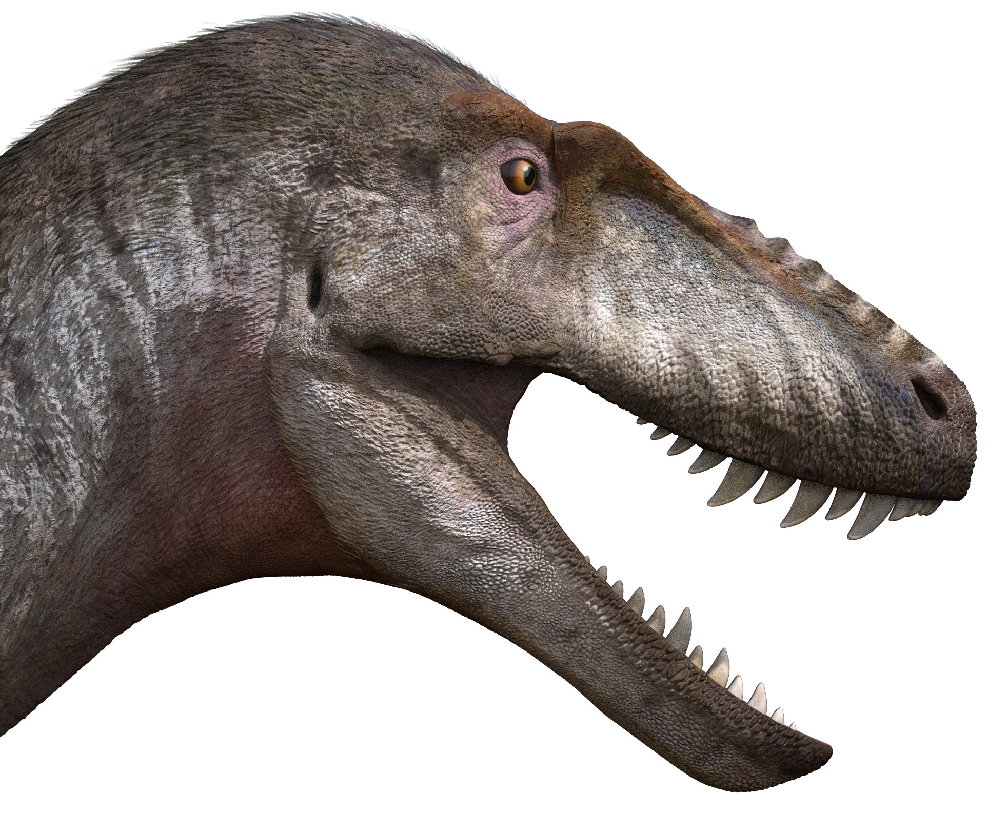 Reconstruction picture of the dinosaur's head. /Courtesy of Zheng Wenjie