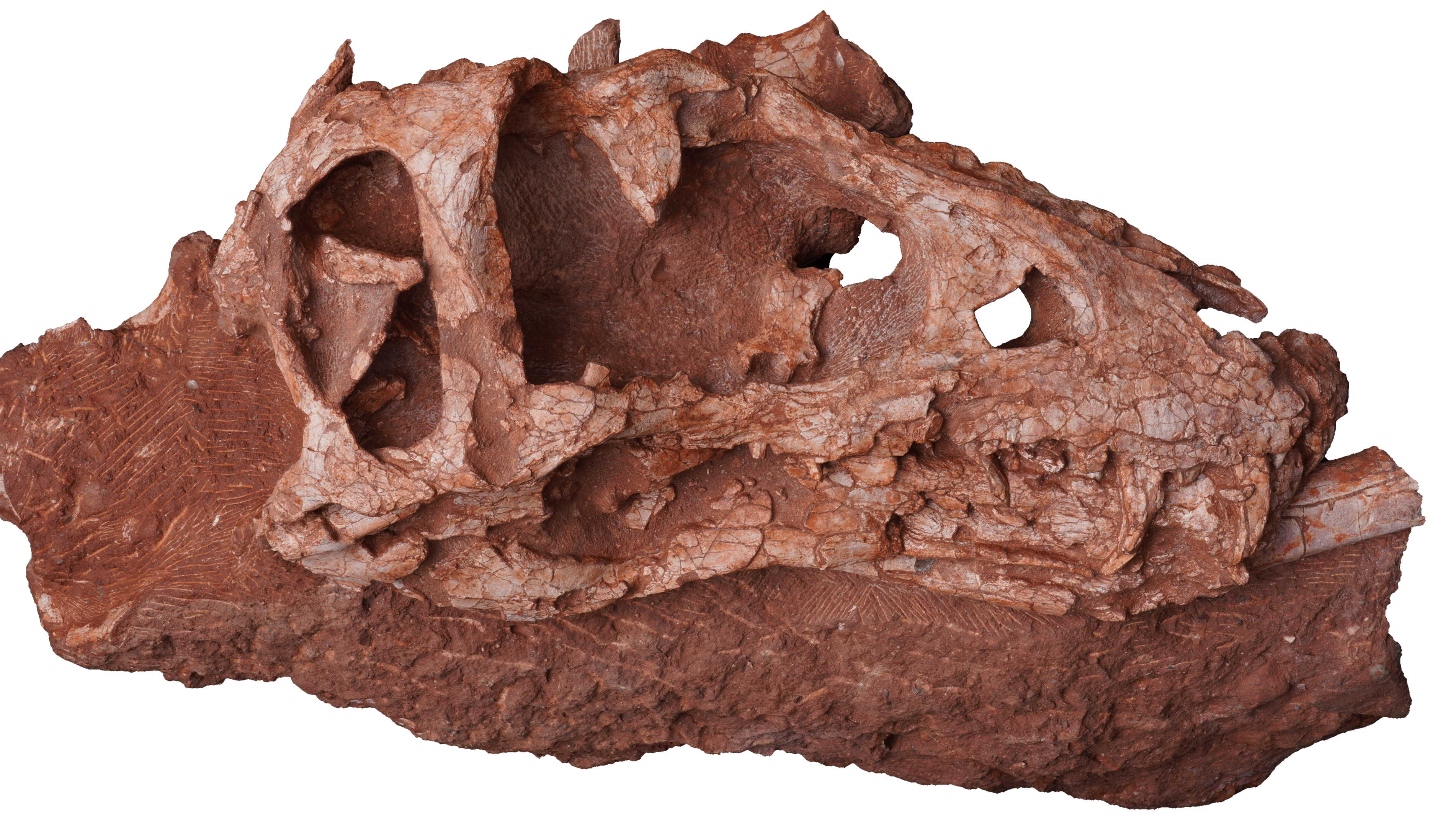 Photo of the skull fossil of the dinosaur Asiatyrannus xui. /Courtesy of Zheng Wenjie