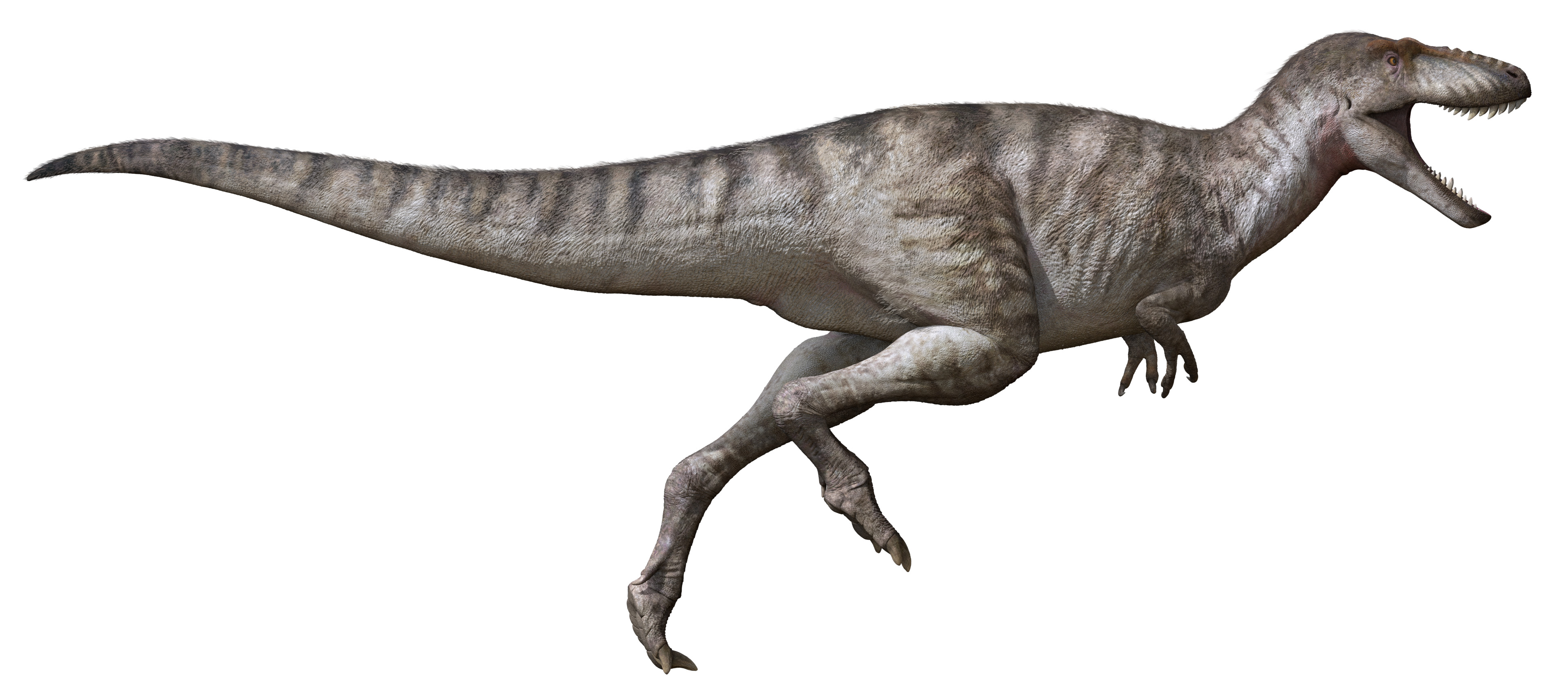 Reconstruction picture of the dinosaur Asiatyrannus xui. /Courtesy of Zheng Wenjie