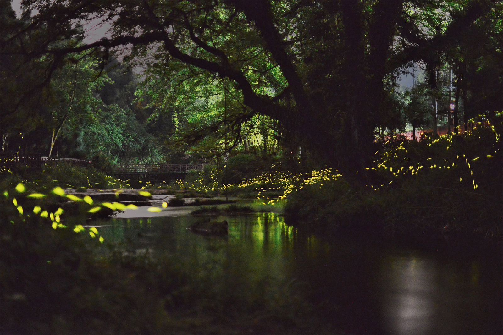 Fireflies are seen at Tiantai Mountain Scenic Area in Qionglai, Chengdu, Sichuan Province. /Photo provided to CGTN