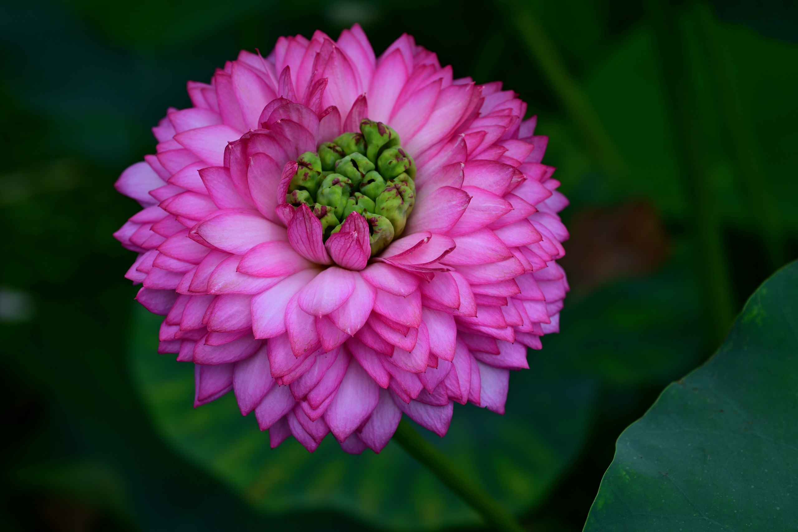 A purple lotus flower is seen at the Jinhua Academy of Agricultural Sciences in Zhejiang Province on July 28, 2024. /IC