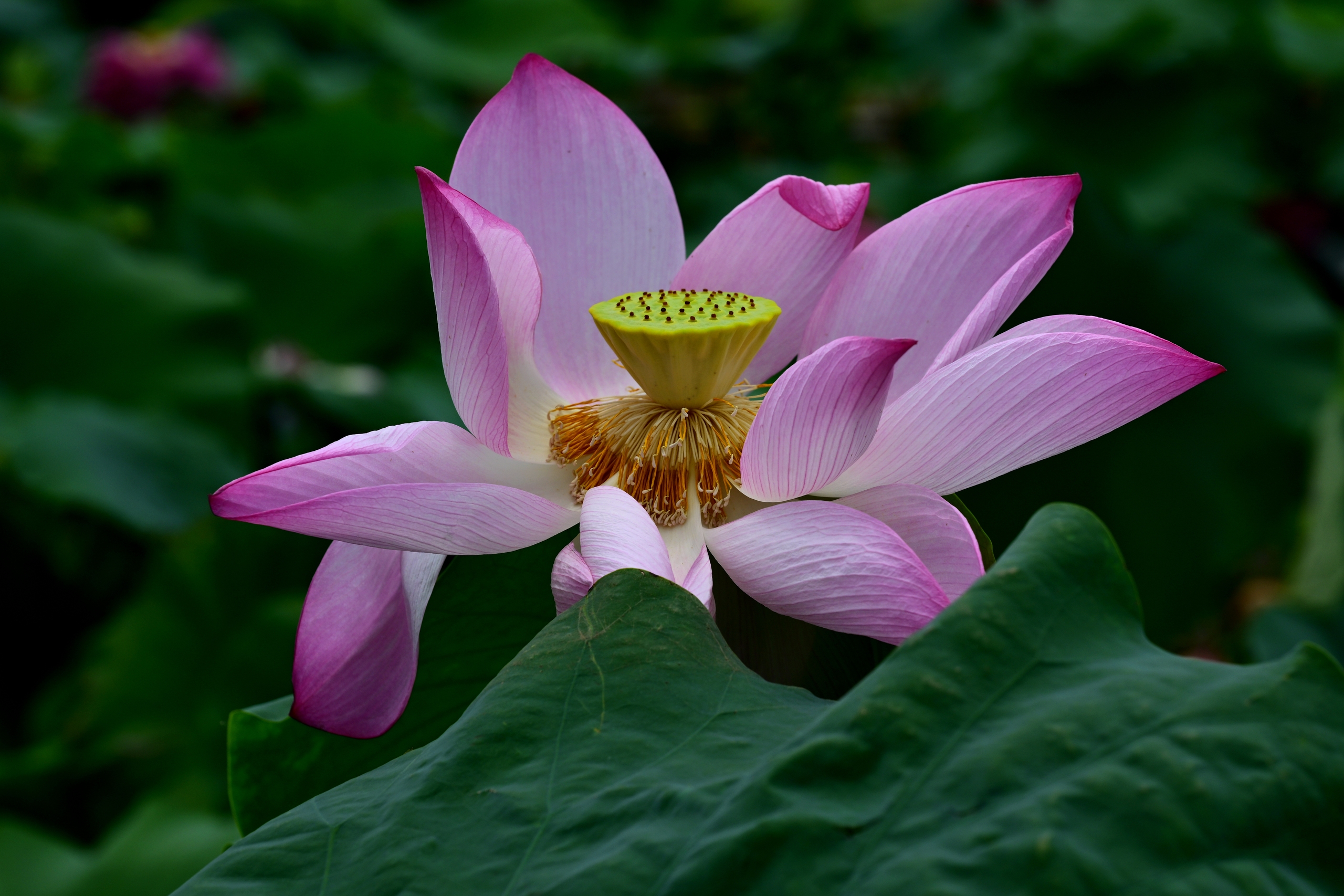 A lotus flower coming into bloom is seen at the Jinhua Academy of Agricultural Sciences in Zhejiang Province on July 28, 2024. /IC