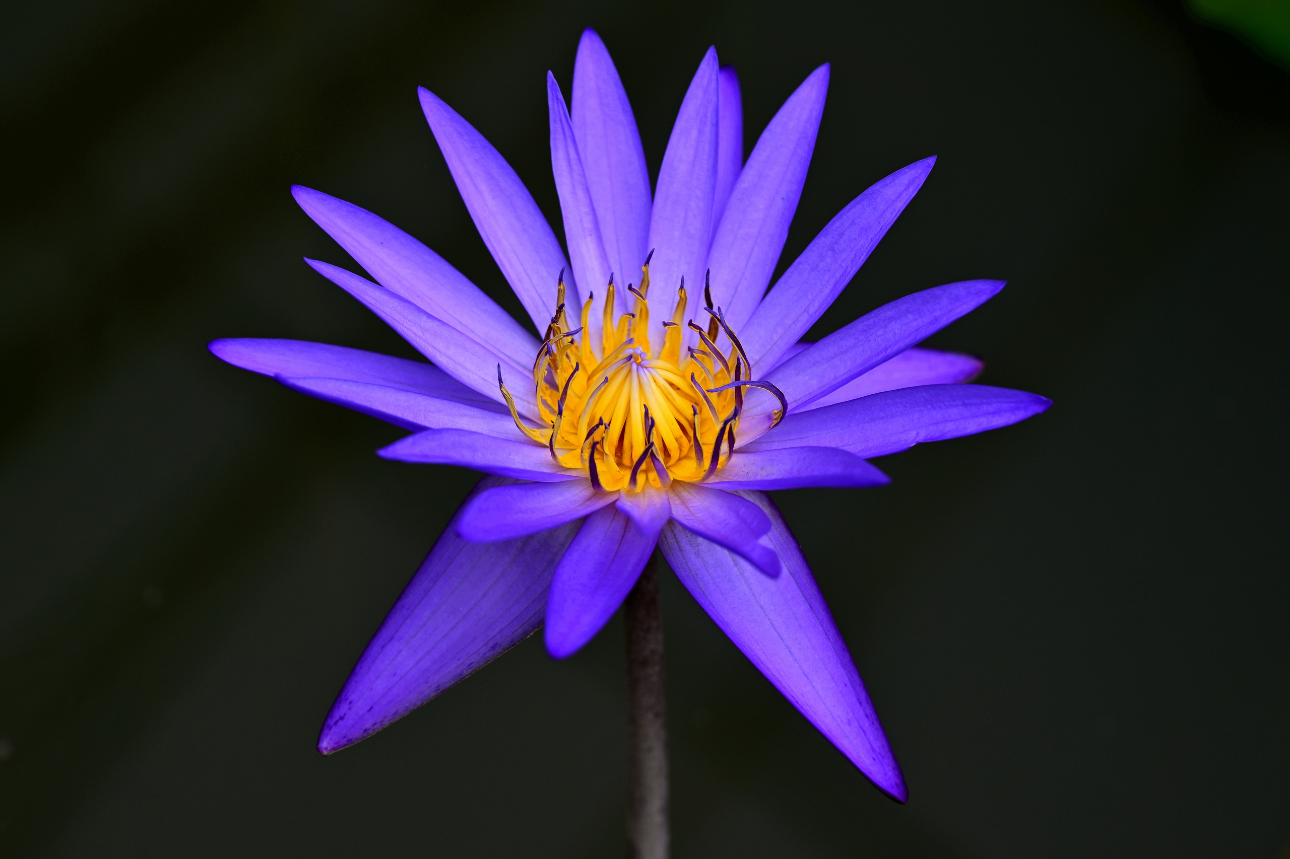 A blooming purple water lily is pictured at the Jinhua Academy of Agricultural Sciences in Zhejiang Province on July 28, 2024. /IC