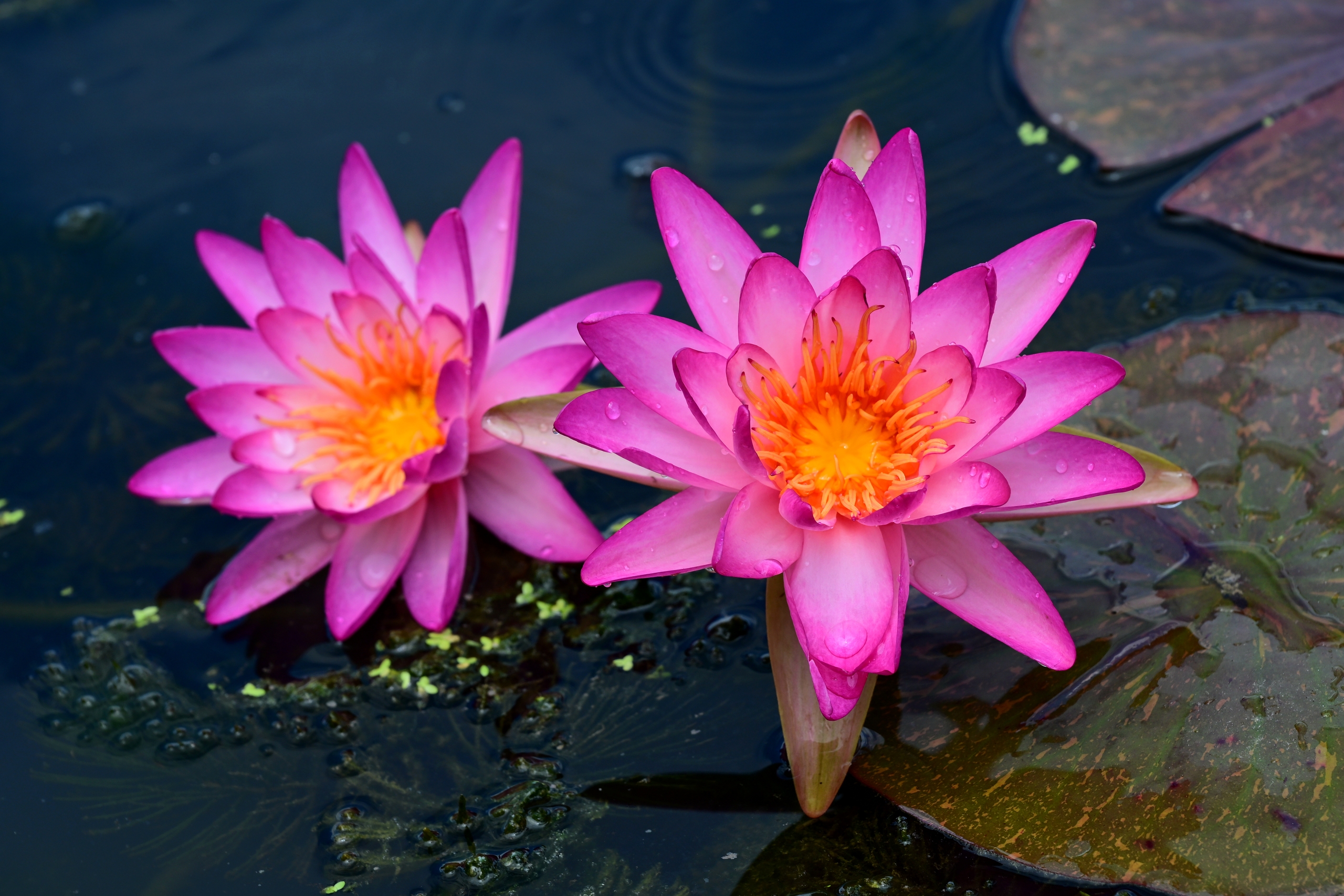 Blooming water lilies are seen at the Jinhua Academy of Agricultural Sciences in Zhejiang Province on July 28, 2024. /IC