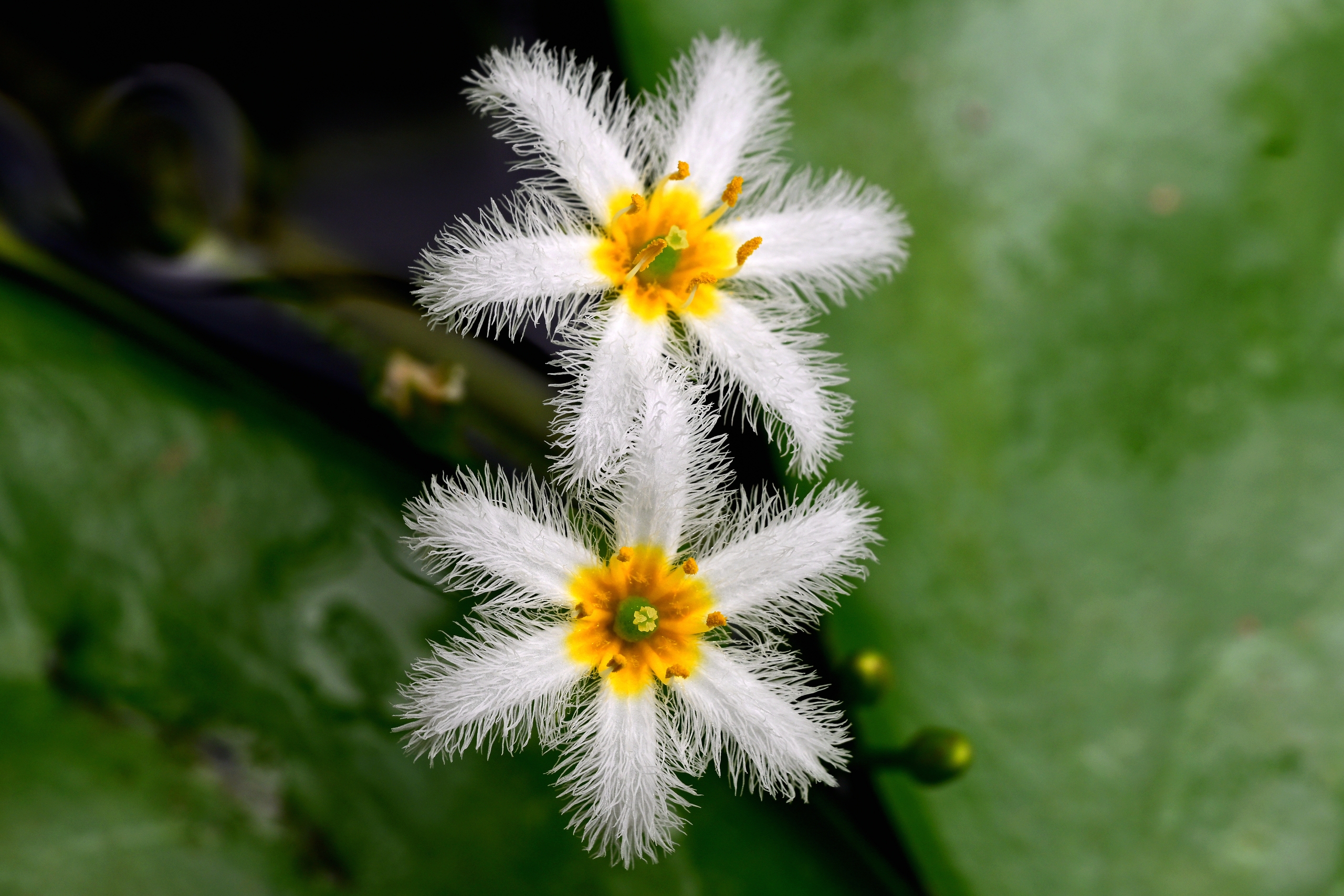 Nymphoides indica flowers in full bloom are pictured at the Jinhua Academy of Agricultural Sciences in Zhejiang Province on July 28, 2024. /IC