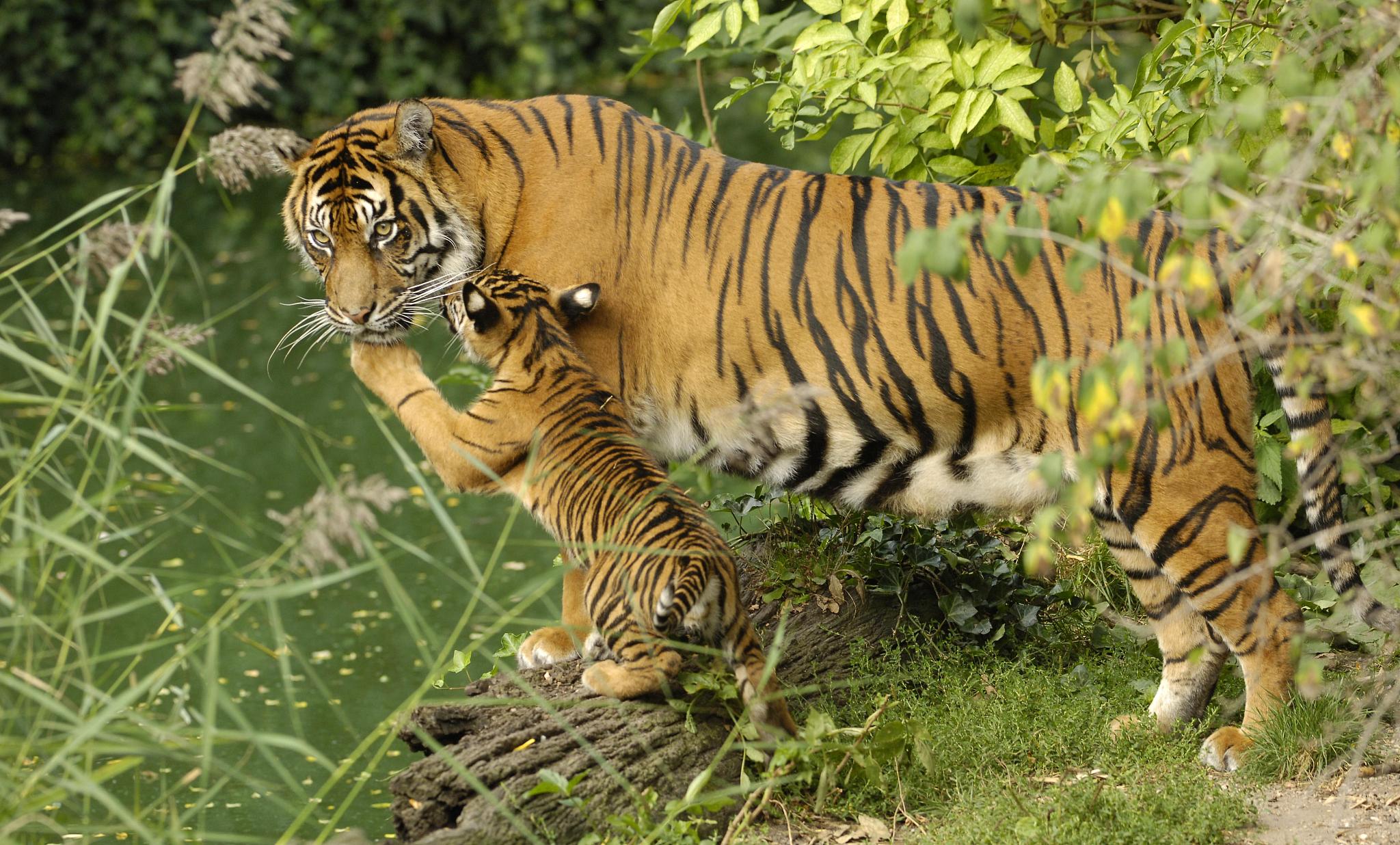 Harimau Sumatera, subspesies harimau yang hidup di Pulau Sumatera, Indonesia. /CFP