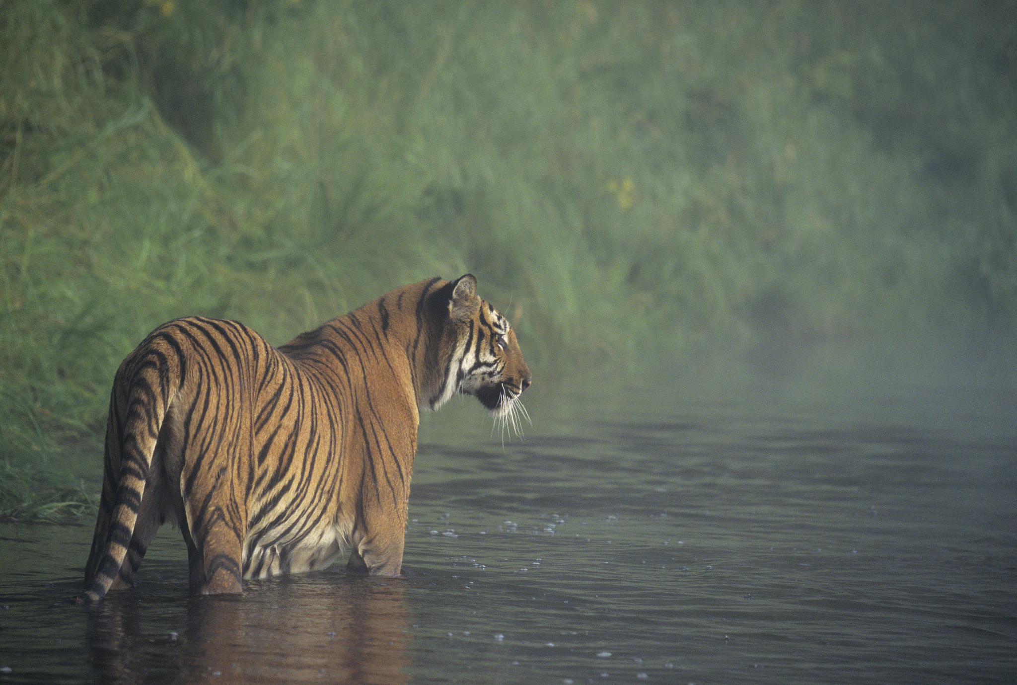 Bengal tiger, a tiger subspecies native to the Indian subcontinent. /CFP