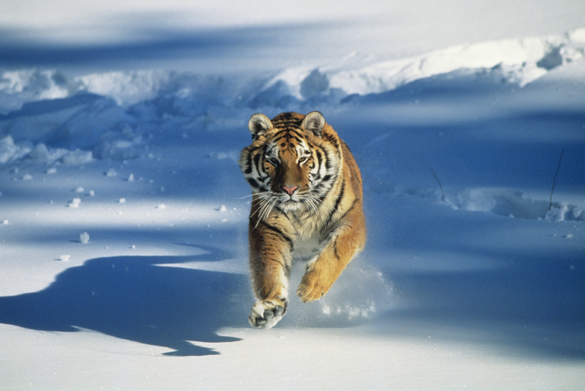 Harimau Siberia, subspesies harimau yang hidup di Timur Jauh Rusia dan Cina Timur Laut. /CFP