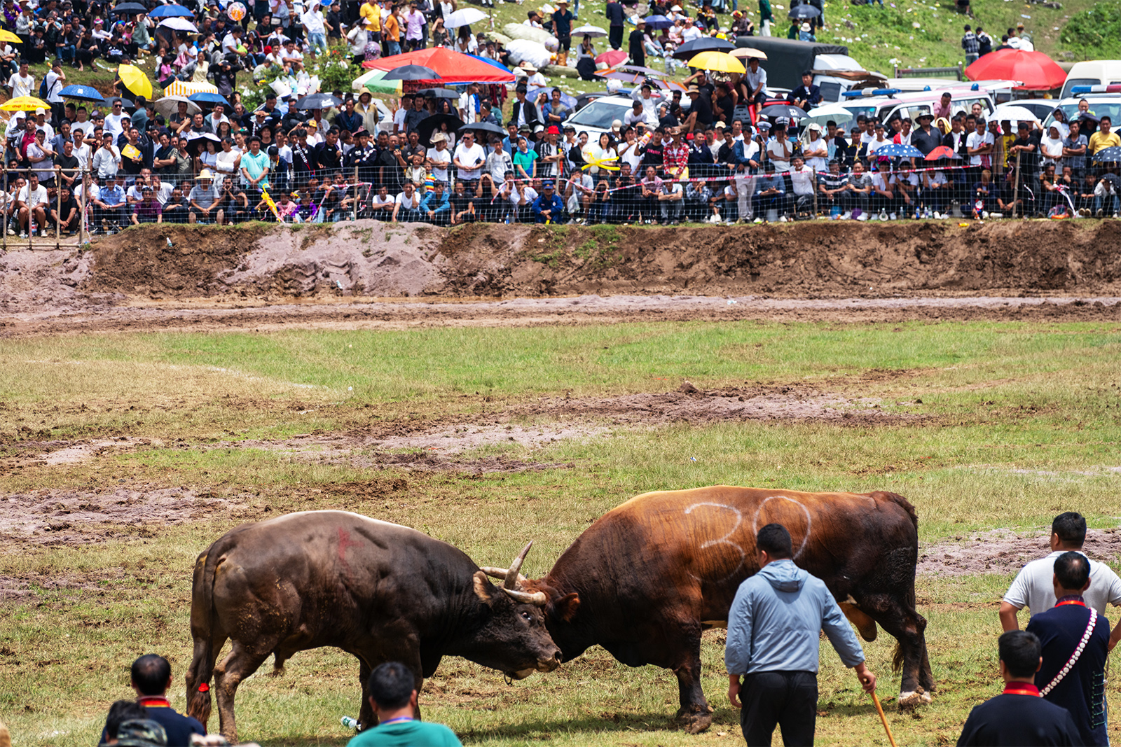 People watch a bullfight during the Torch Festival celebrations on Luoji Mountain in Liangshan Yi Autonomous Prefecture, Sichuan Province, July 22, 2024. /IC