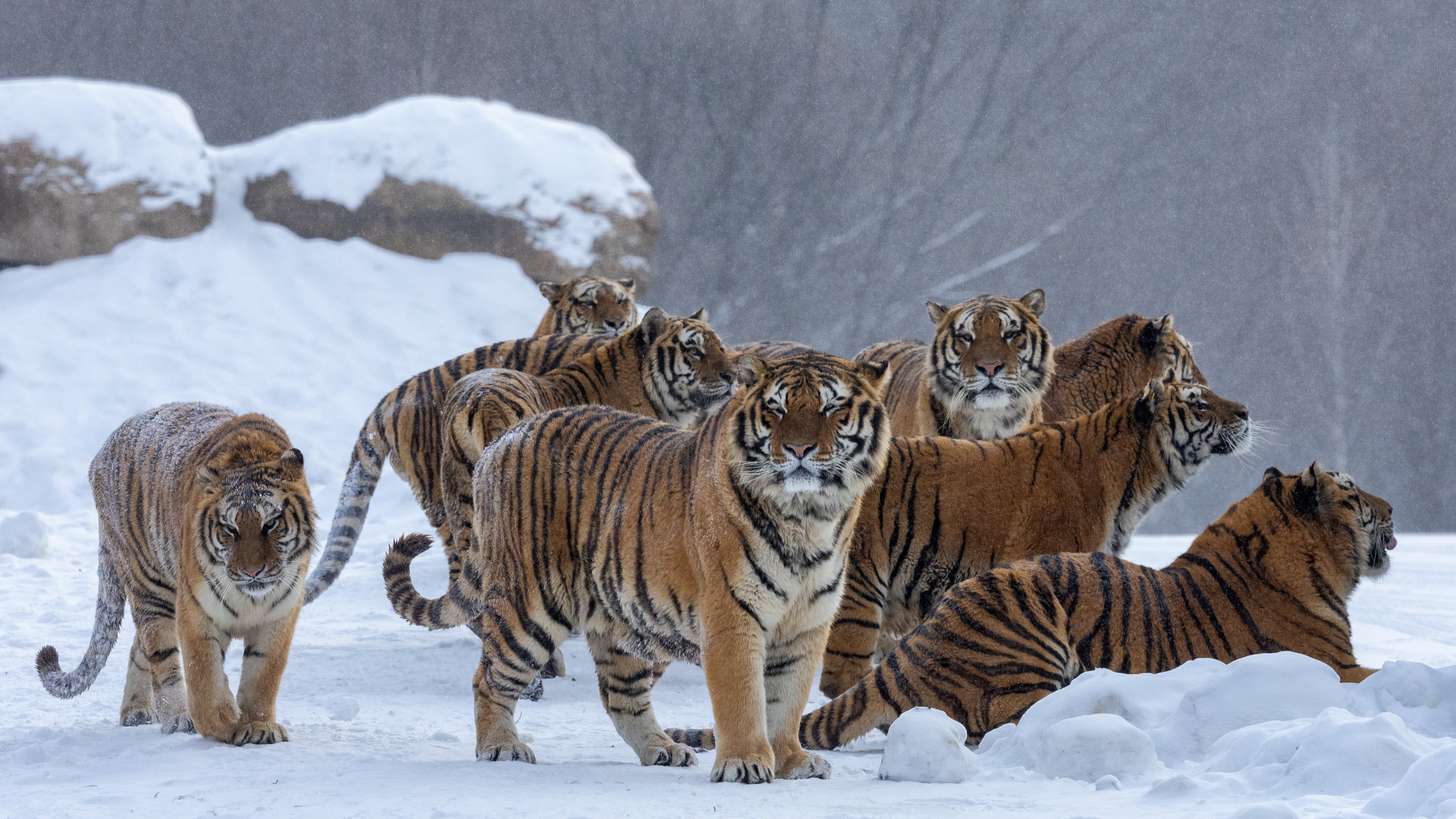 China develops early warning system to prevent human-tiger conflicts