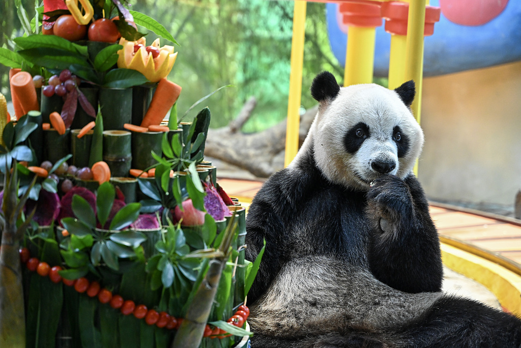 A photo taken on July 29, 2024 shows Shuai Shuai enjoying a birthday feast at the Chimelong Safari Park in Guangzhou, Guangdong Province, China. /CFP