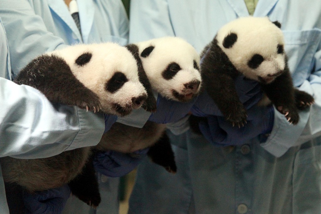 A file photo shows the triplets as bear cubs. /CFP