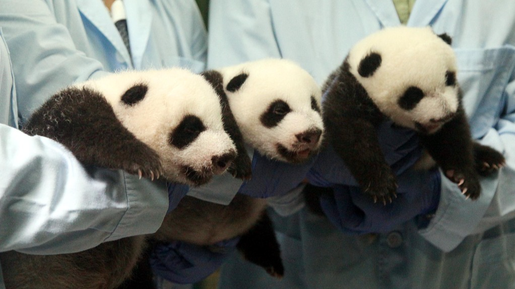 Longest living panda triplets celebrate their 10th birthday