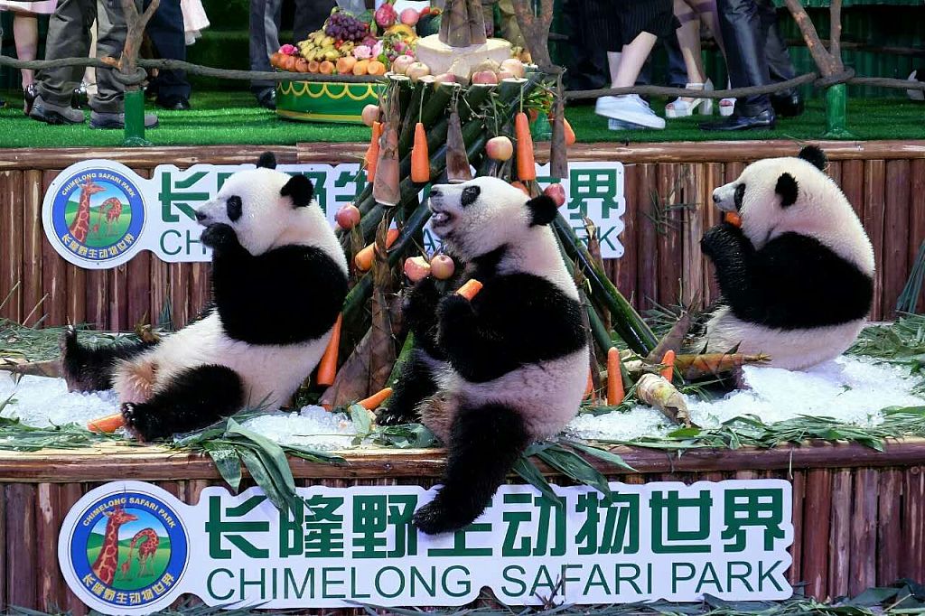 A file photo shows the triplets celebrating their birthday in 2016 at Chimelong Safari Park in Guangzhou, Guangdong Province, China. /CFP