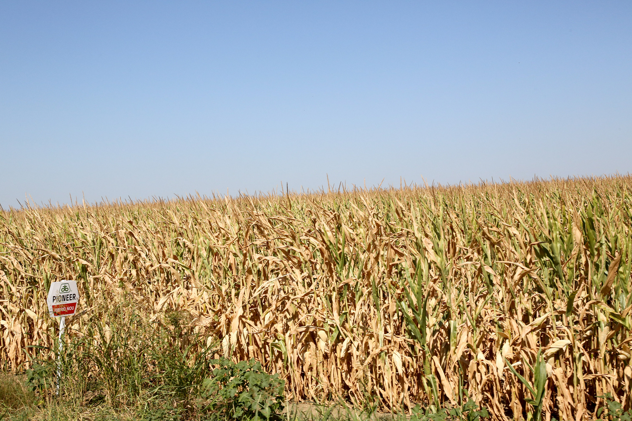 A crop of corn sits dried out in a field in western Romania on July 27, 2024. /CFP