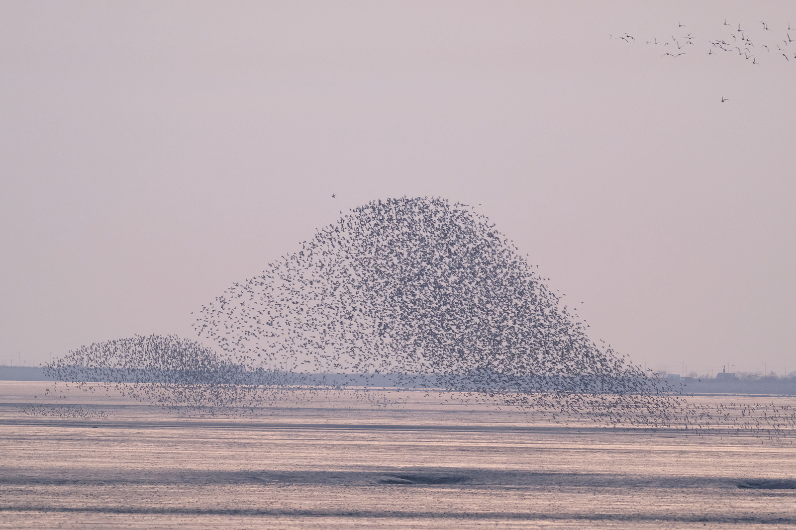 Flocks of birds fly over the Yalu River Estuary Wetland in Dandong, Liaoning Province. /VCG