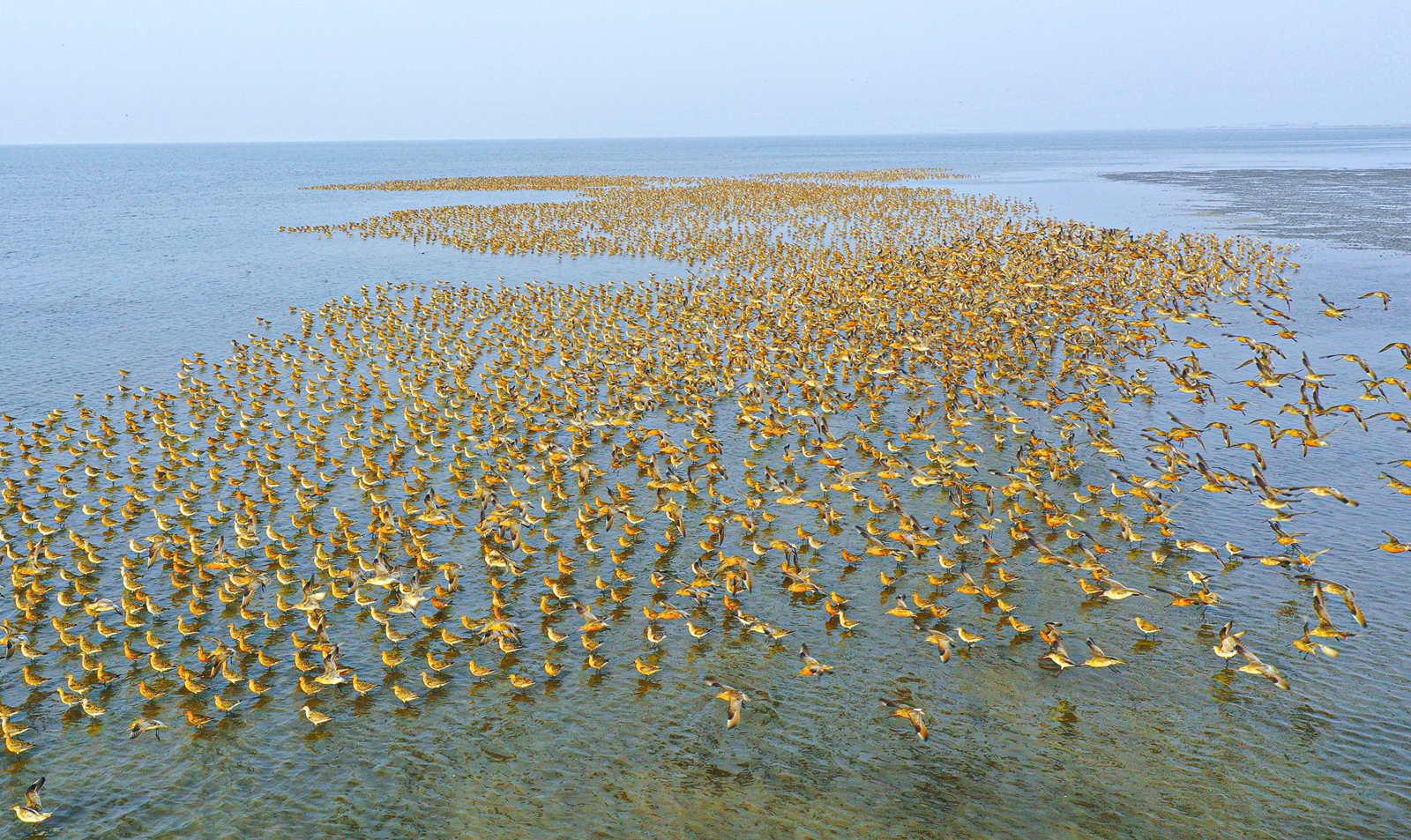 Birds rest at the Yalu River Estuary Wetland in Dandong, Liaoning Province. /IC