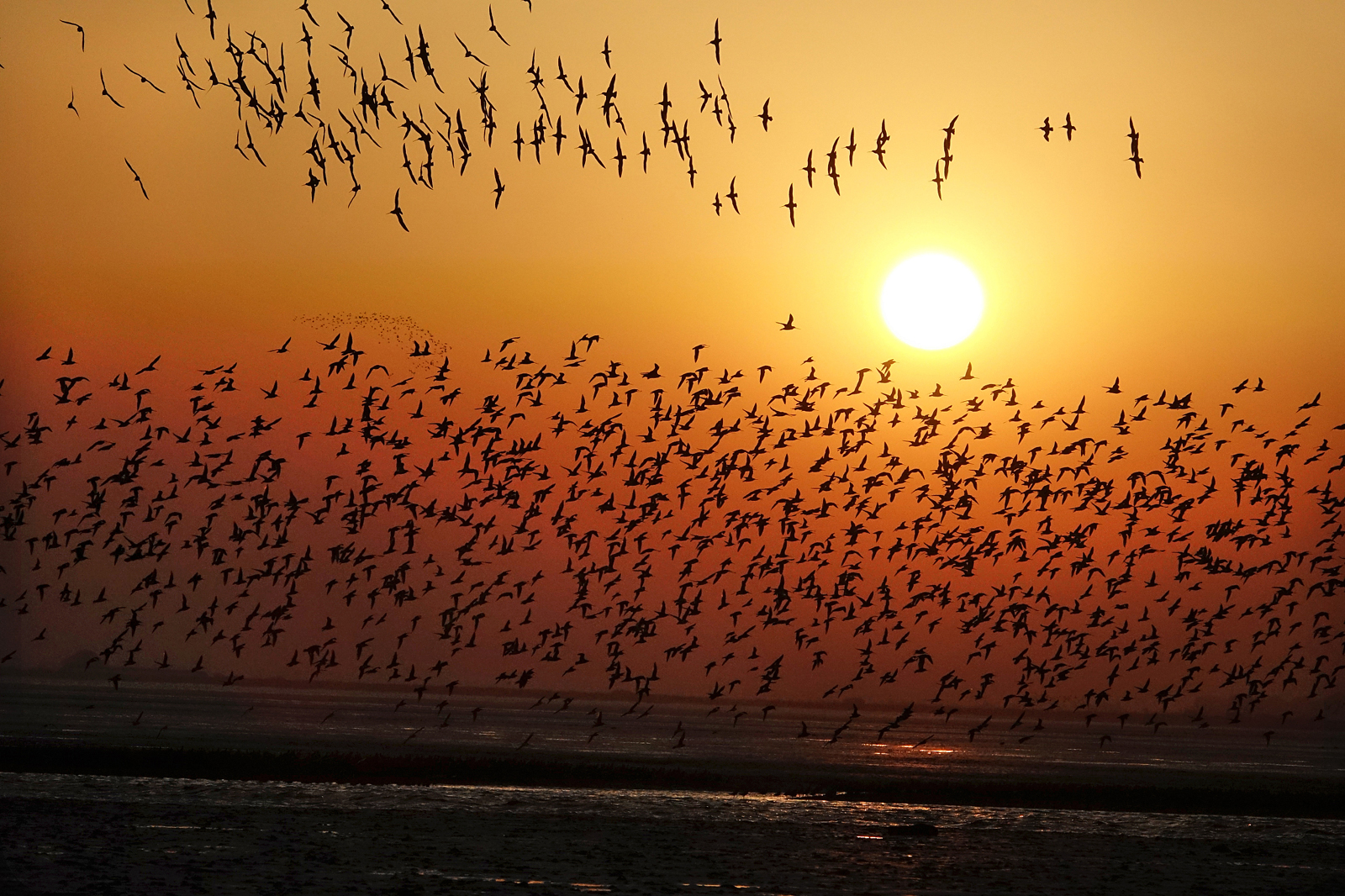 Flocks of birds fly over the Yalu River Estuary Wetland in Dandong, Liaoning Province. /VCG