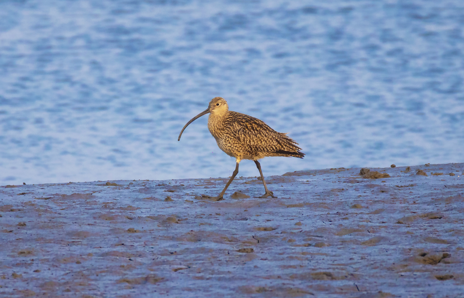 A bird forages at the Yalu River Estuary Wetland in Dandong, Liaoning Province. /IC