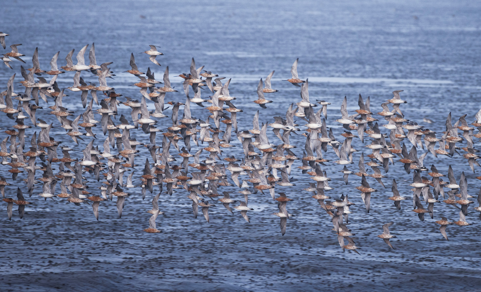 A flock of birds fly over the Yalu River Estuary Wetland in Dandong, Liaoning Province. /IC