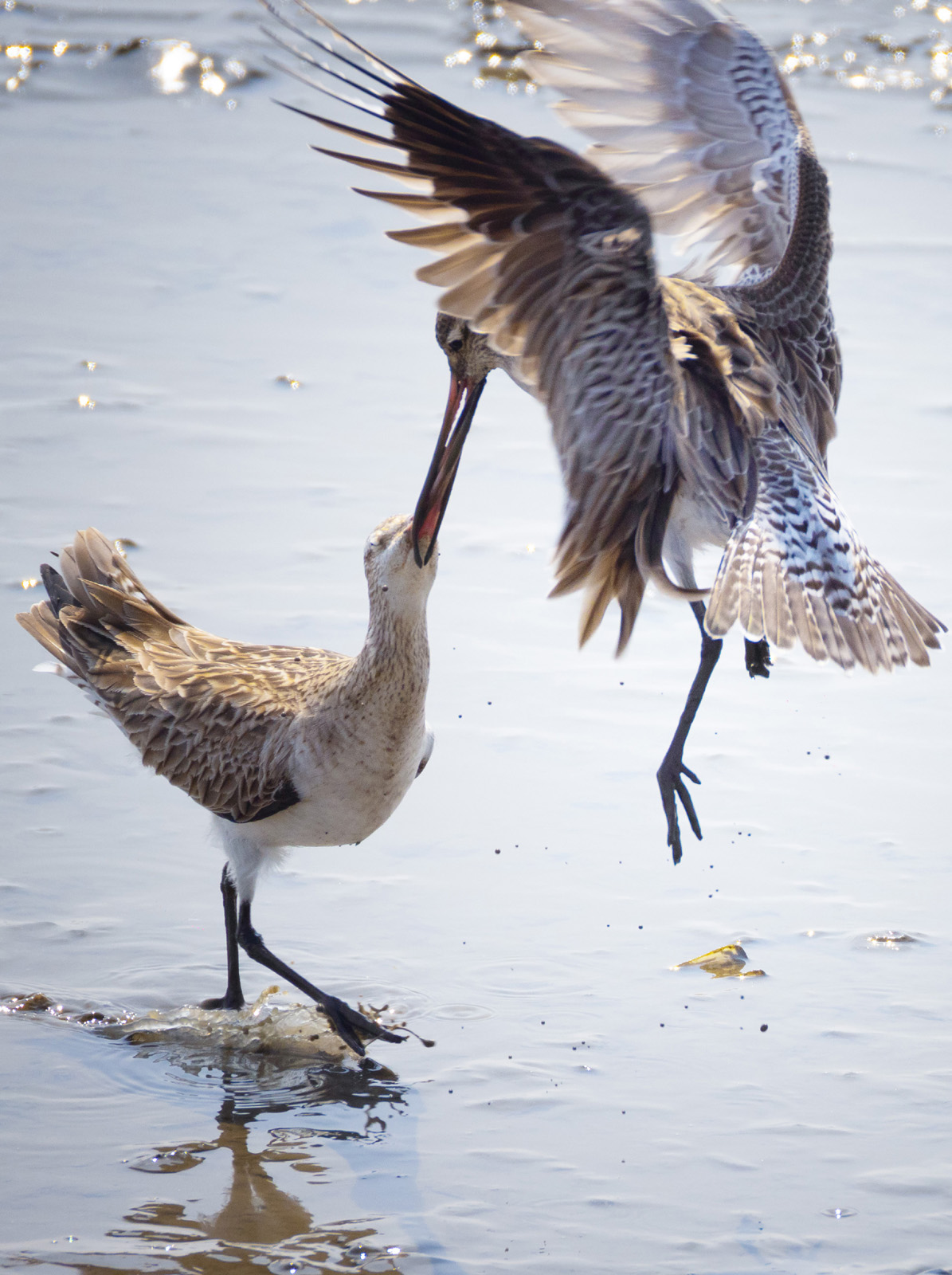 Birds forage at the Yalu River Estuary Wetland in Dandong, Liaoning Province. /IC