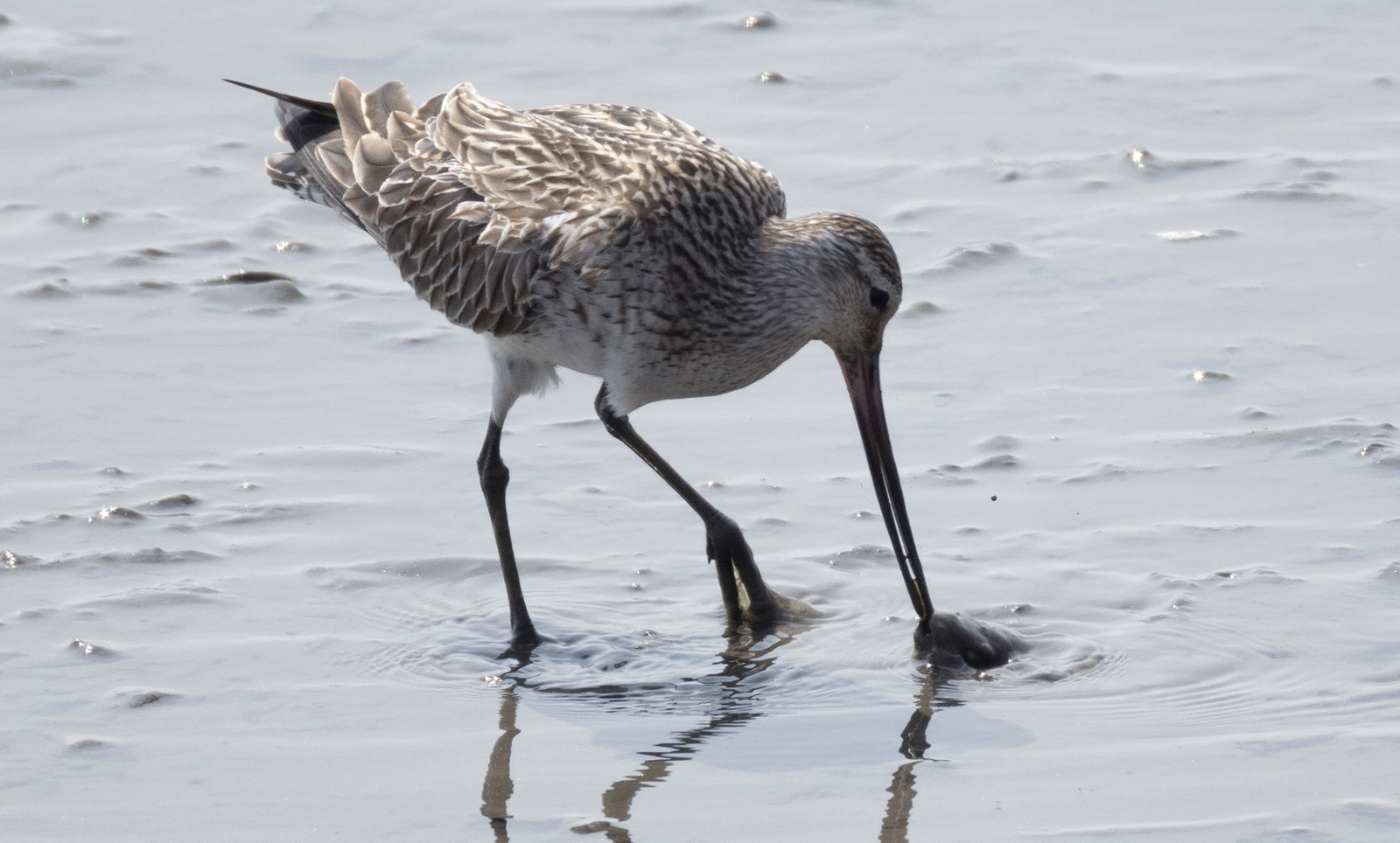 A bird forages at the Yalu River Estuary Wetland in Dandong, Liaoning Province. /IC