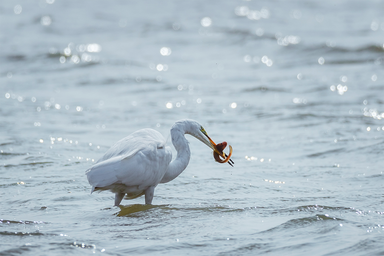 A great egret fishes at Nandagang Migratory Bird Habitat in Cangzhou, north China's Hebei Province. /IC