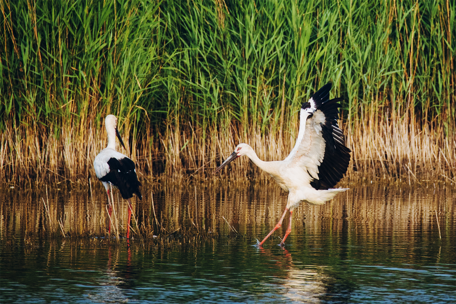 Oriental storks, an endangered bird species, are seen at Nandagang Migratory Bird Habitat in Cangzhou, north China's Hebei Province. /IC