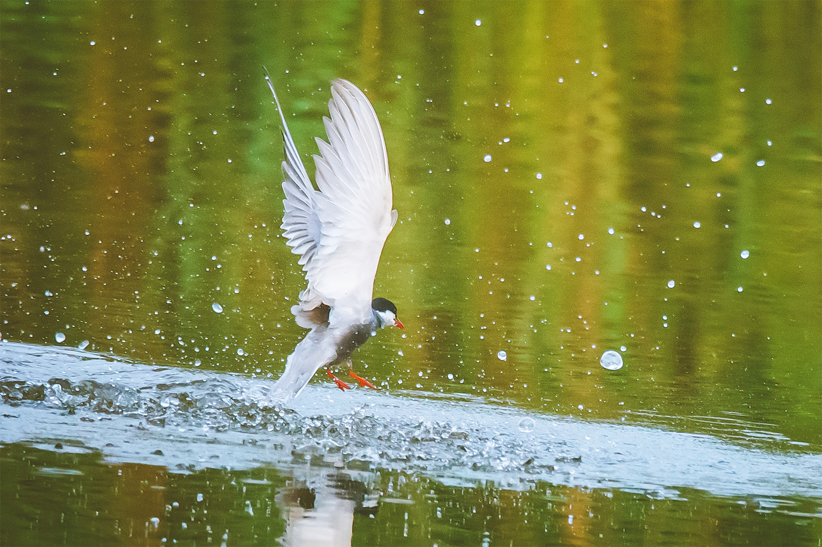 A tern fishes at Nandagang Migratory Bird Habitat in Cangzhou, north China's Hebei Province. /IC