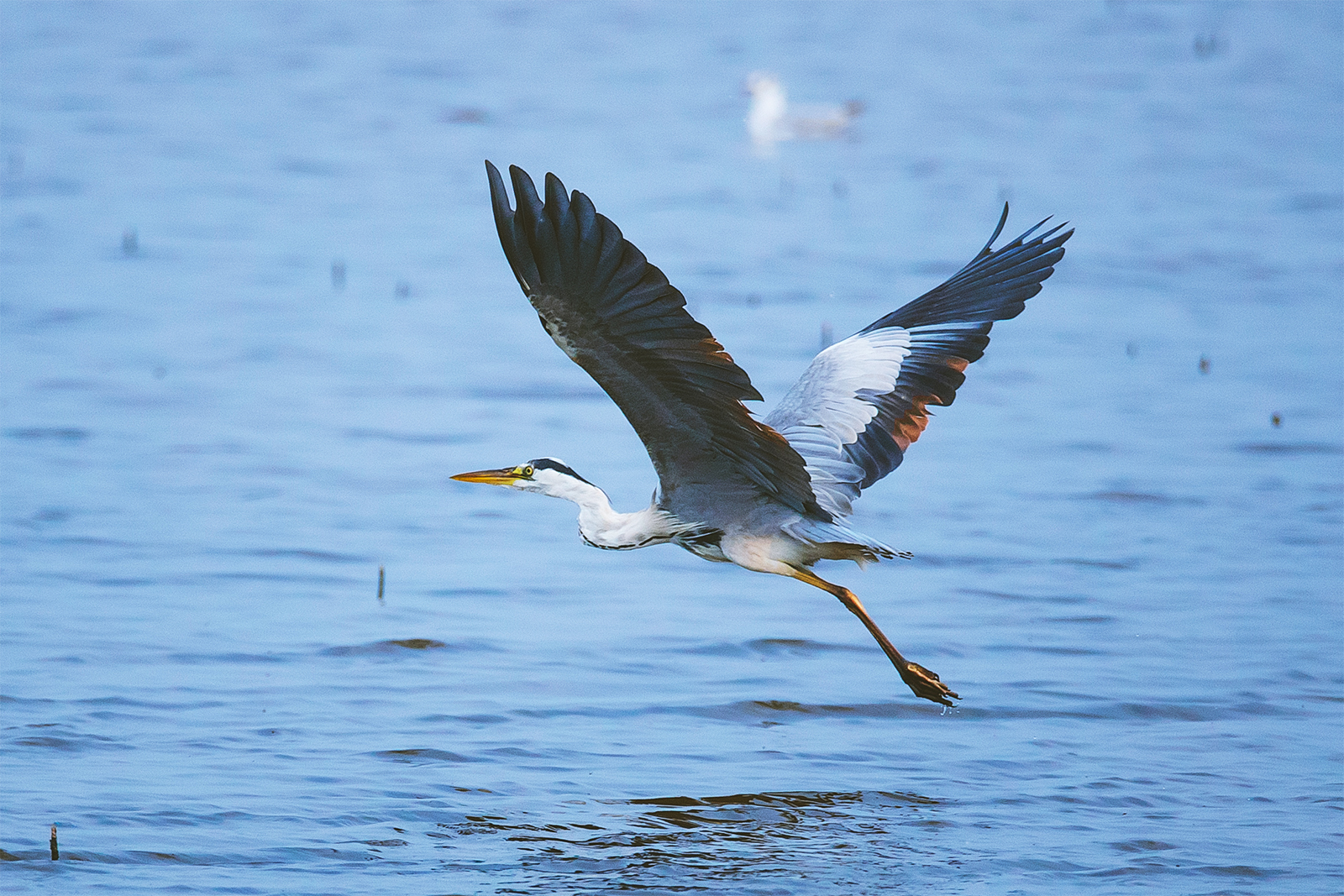 A grey heron flies over Nandagang Migratory Bird Habitat in Cangzhou, north China's Hebei Province. /IC