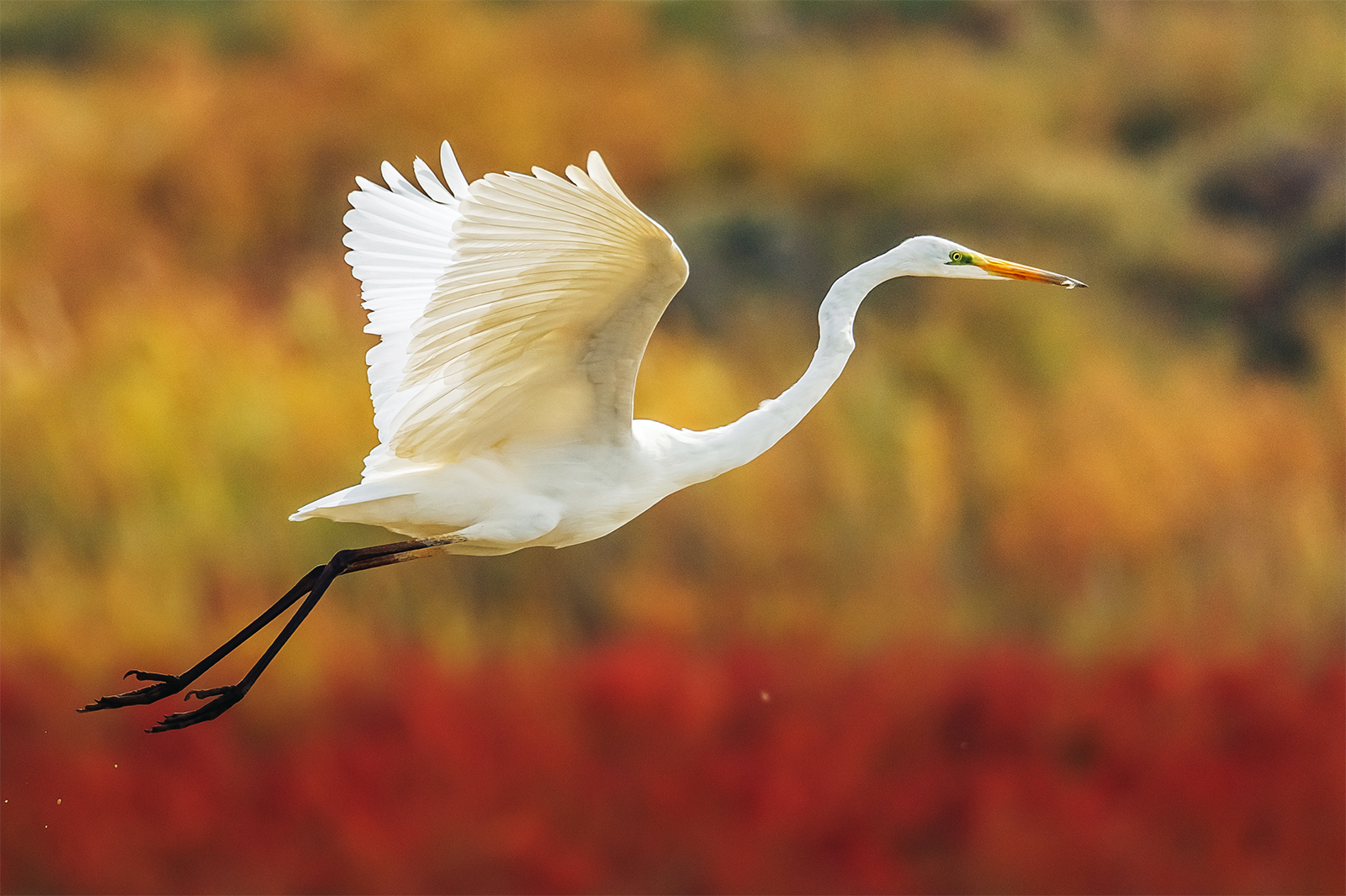 A great egret flies over Nandagang Migratory Bird Habitat in Cangzhou, north China's Hebei Province. /IC