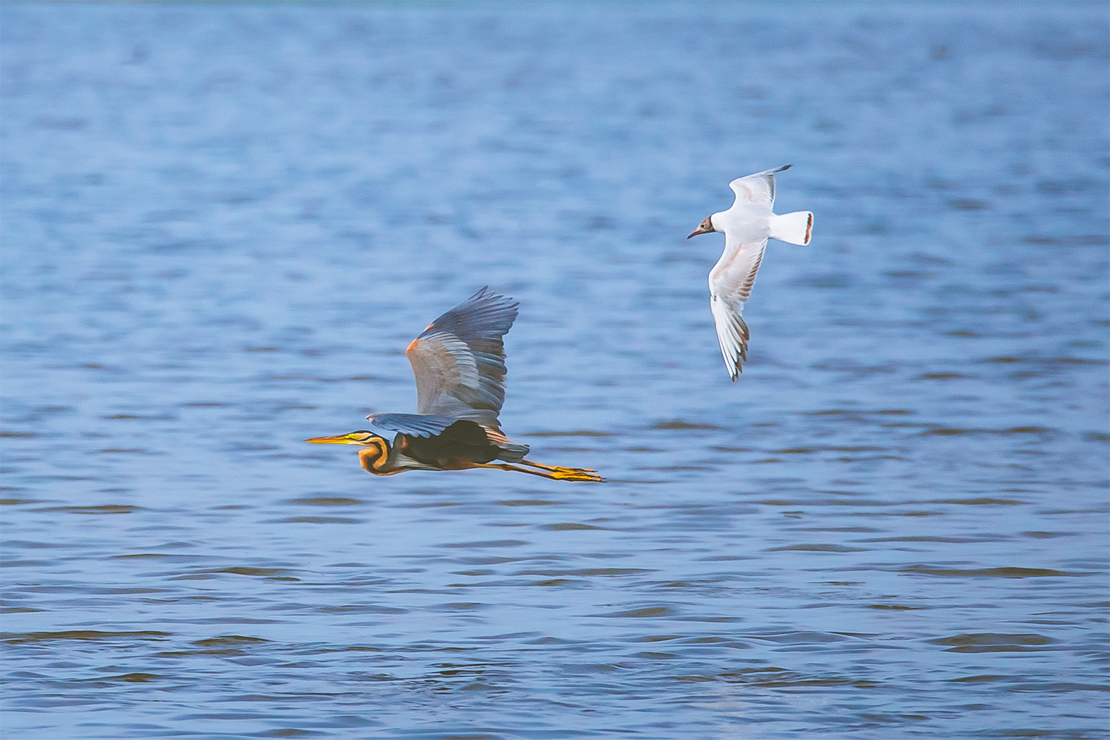 Birds fly over Nandagang Migratory Bird Habitat in Cangzhou, north China's Hebei Province. /IC