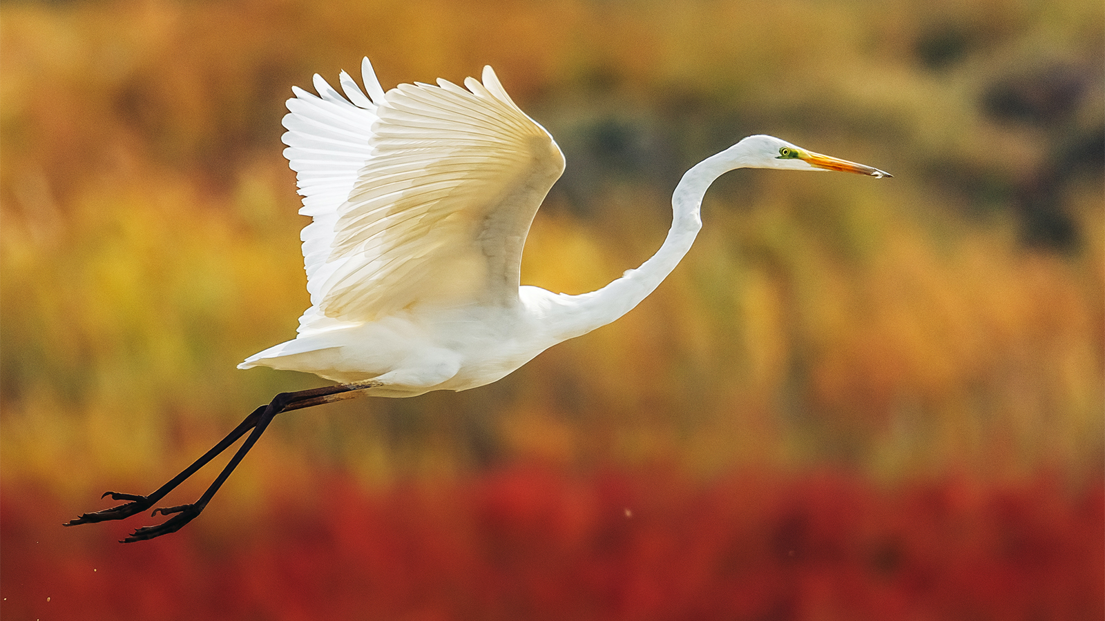 Nandagang Migratory Bird Habitat: A vital coastal wetland reserve