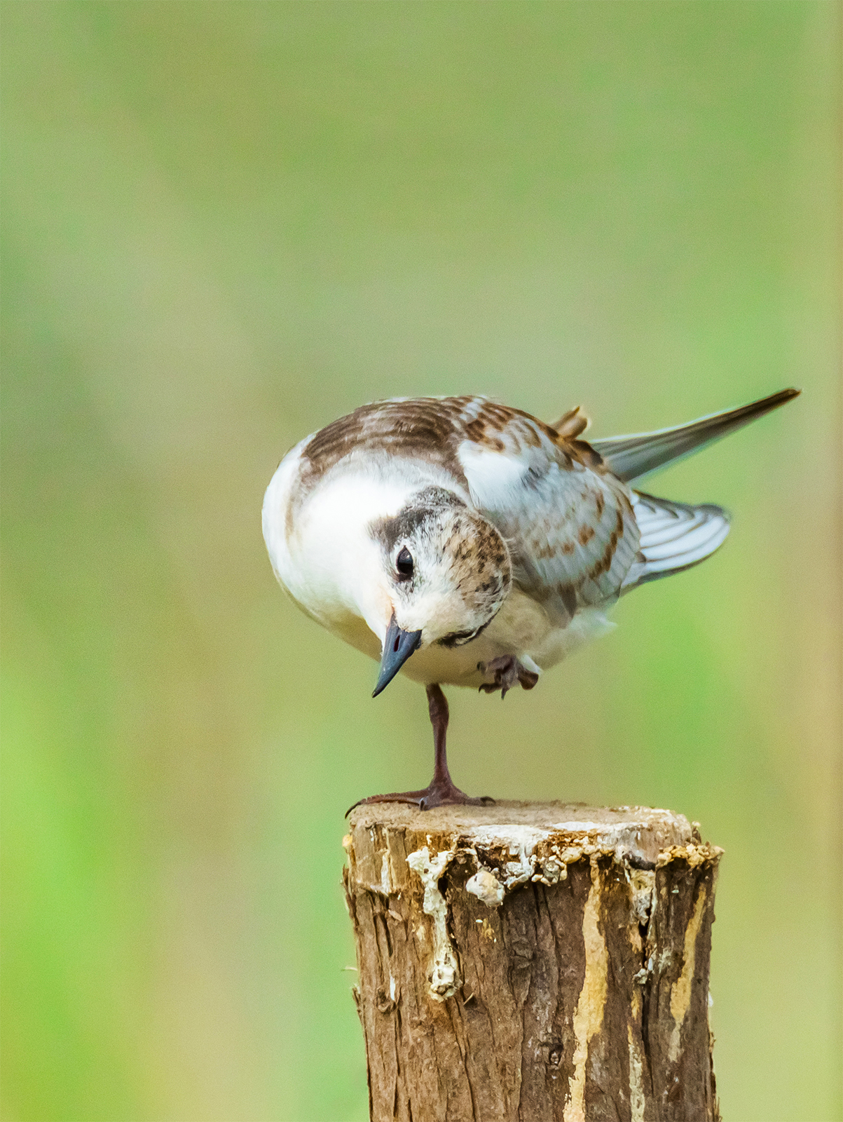 A whiskered tern rests at Nandagang Migratory Bird Habitat in Cangzhou, north China's Hebei Province. /IC