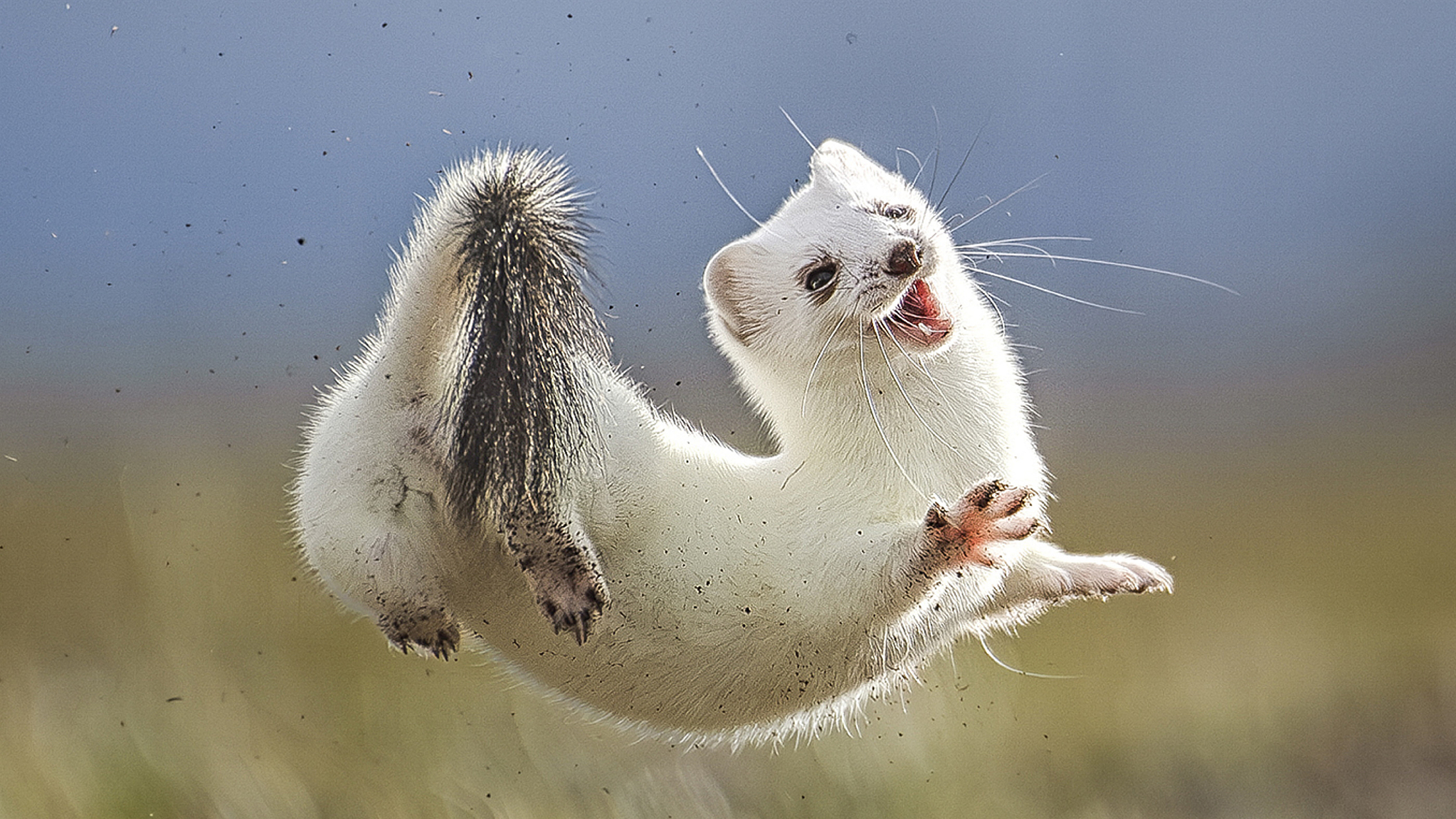 A stoat is seen jumping in France. /CFP