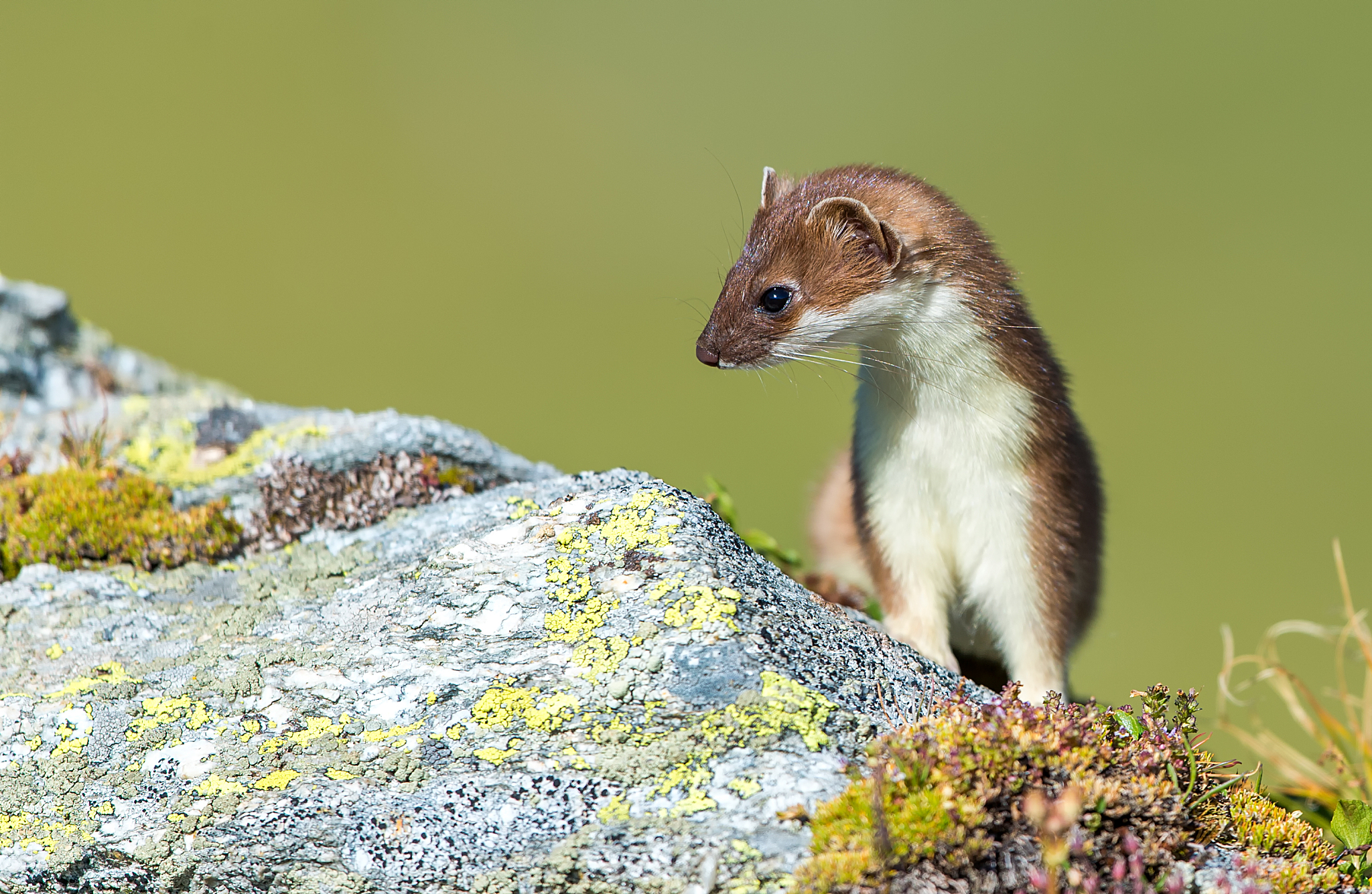 A stoat's fur changes color from white to brown in the summer as a form of camouflage. /CFP