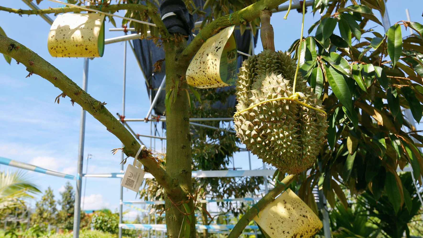 Carbon footprint labels for Chinese farms promote greener cultivation