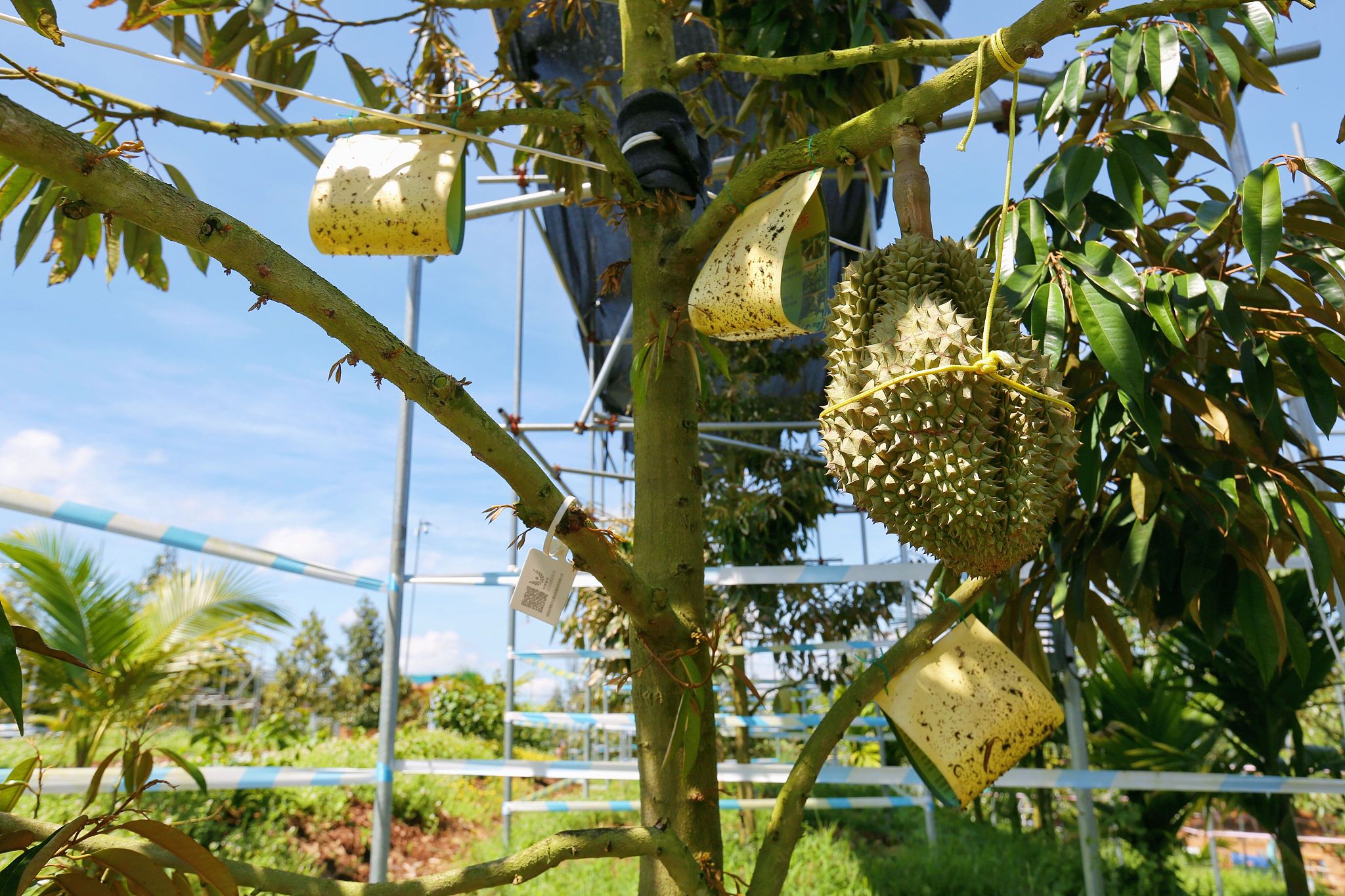 A durian on a tree at a durian farm in Sanya City, Hainan Province, south China, July 25, 2023. /CFP