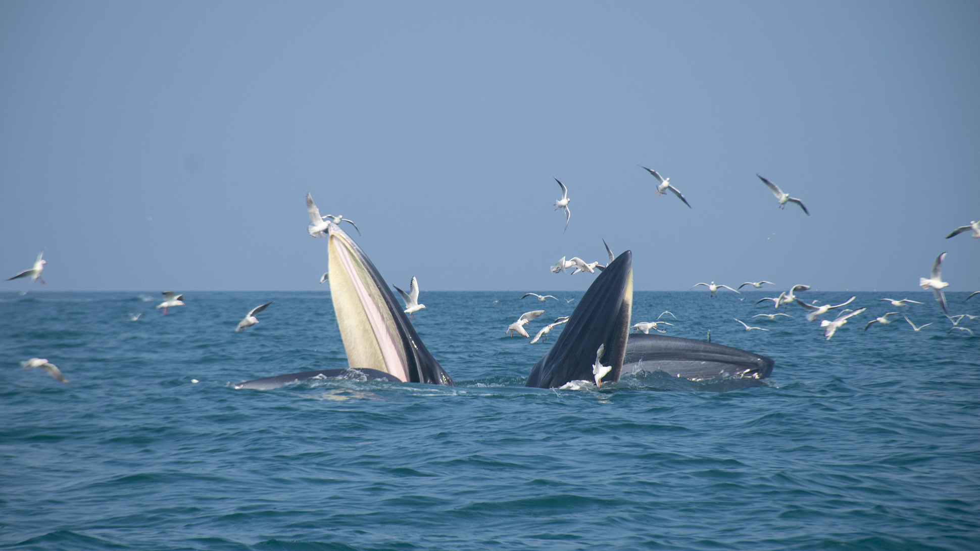 Rare marine species reclaim ocean paradise in S China