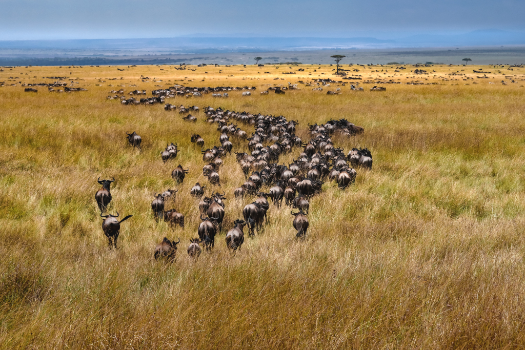 Exploring wild calls of African Savannah