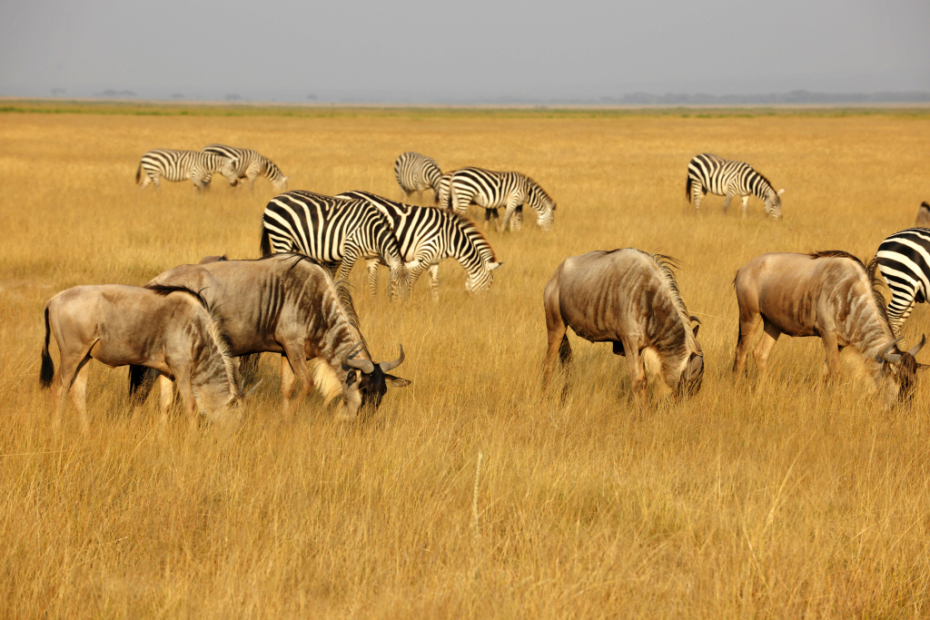 Exploring wild calls of African Savannah